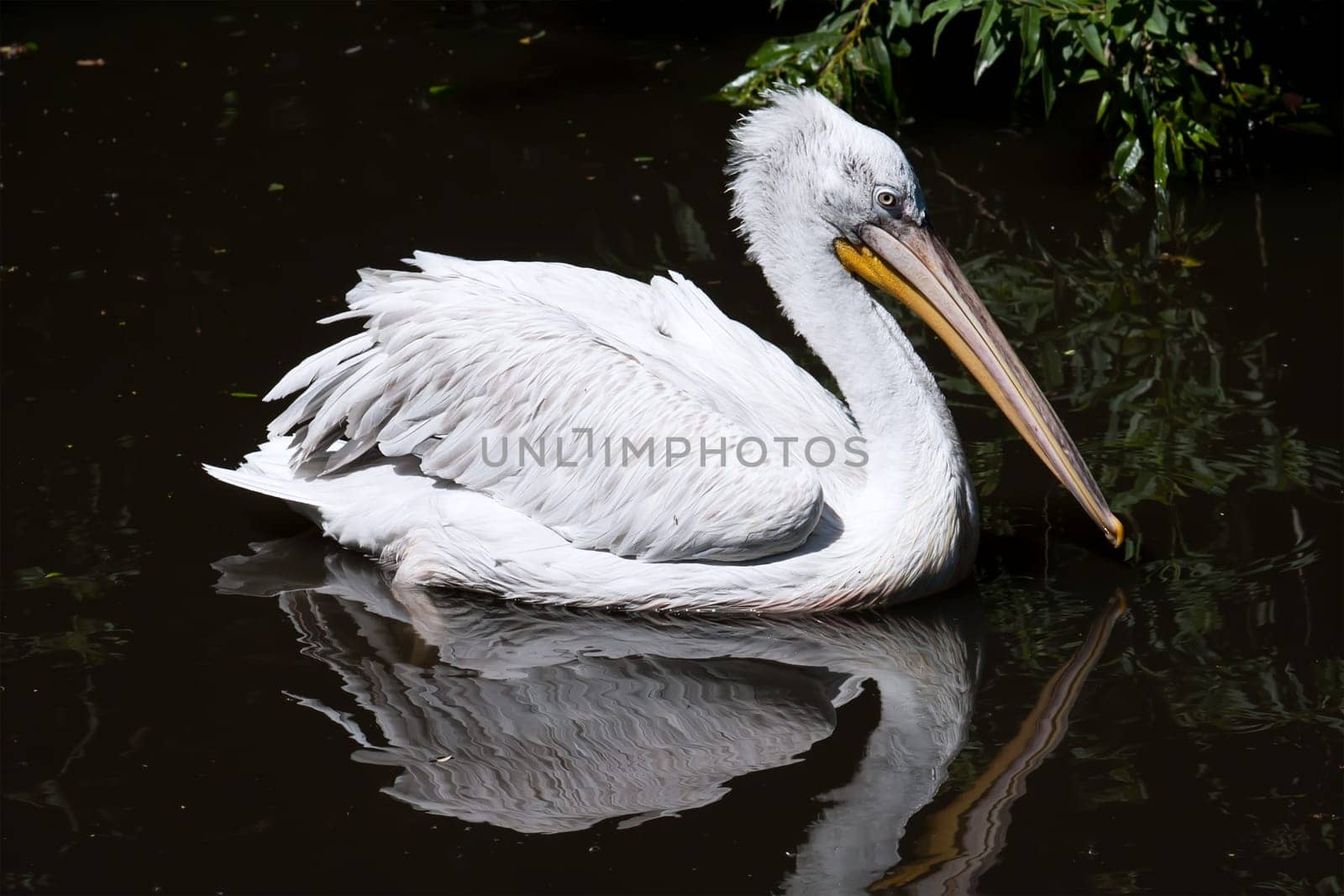 Beautiufl close-up photo of cute white pelican