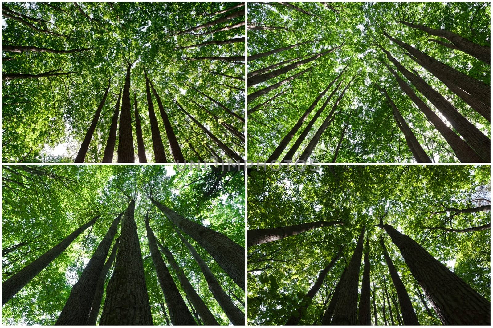 Beautiful photos of green forest on sunny day
