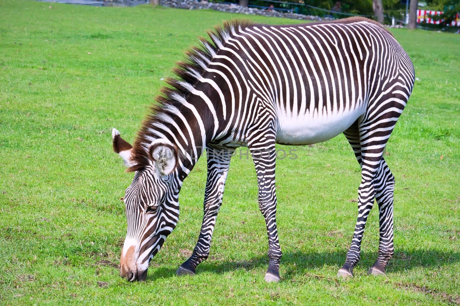 Nice close-up photo of young male zebra in zoo