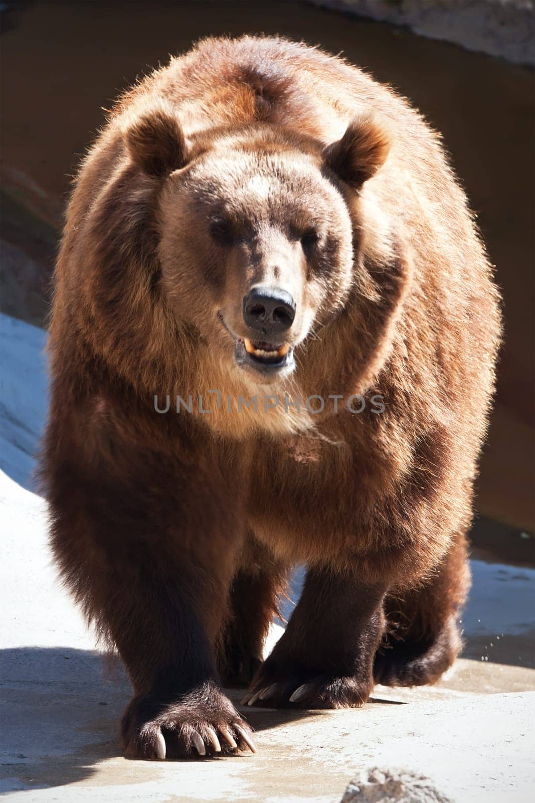 Beautiful photo of big and strong brown Bear in zoo