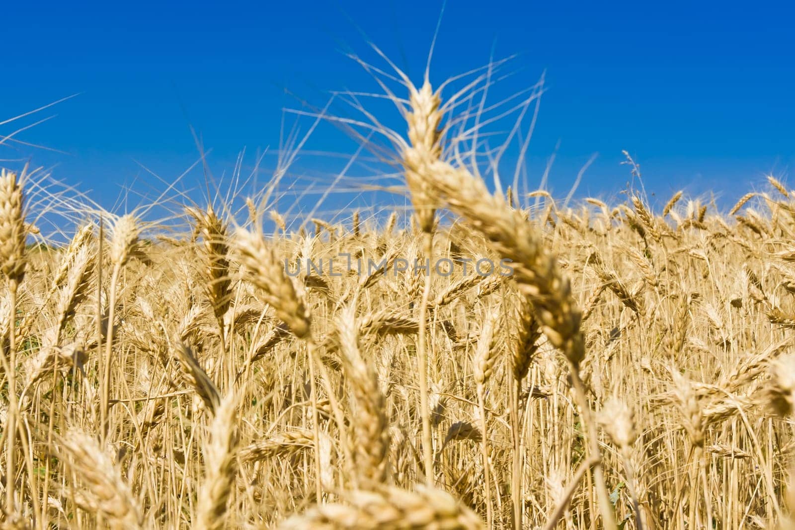 Beautiful golden wheat field under blue sky