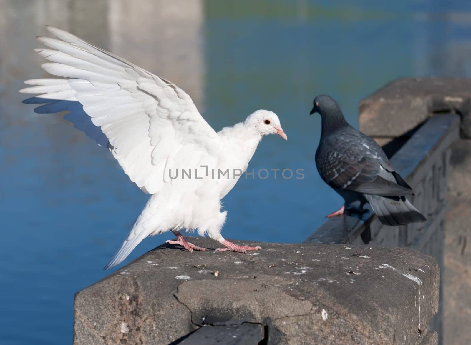 Nice close-up photo of white flying pigeon