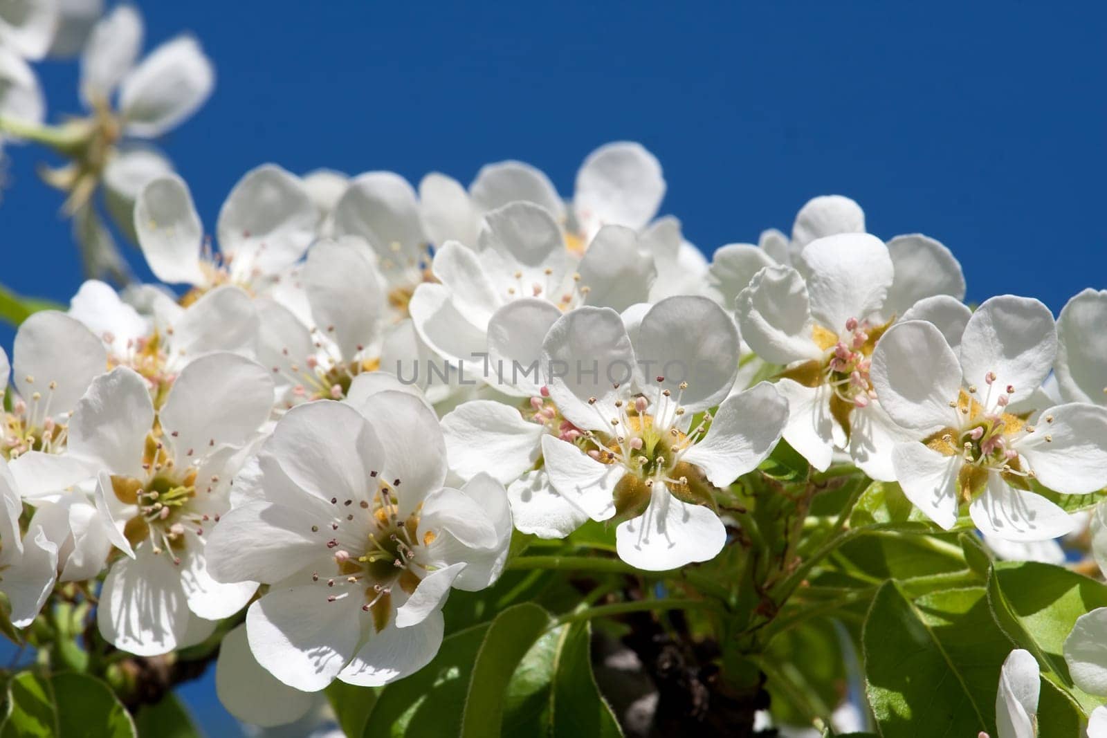 Beautiful spring blossom of apple cherry tree with white flowers