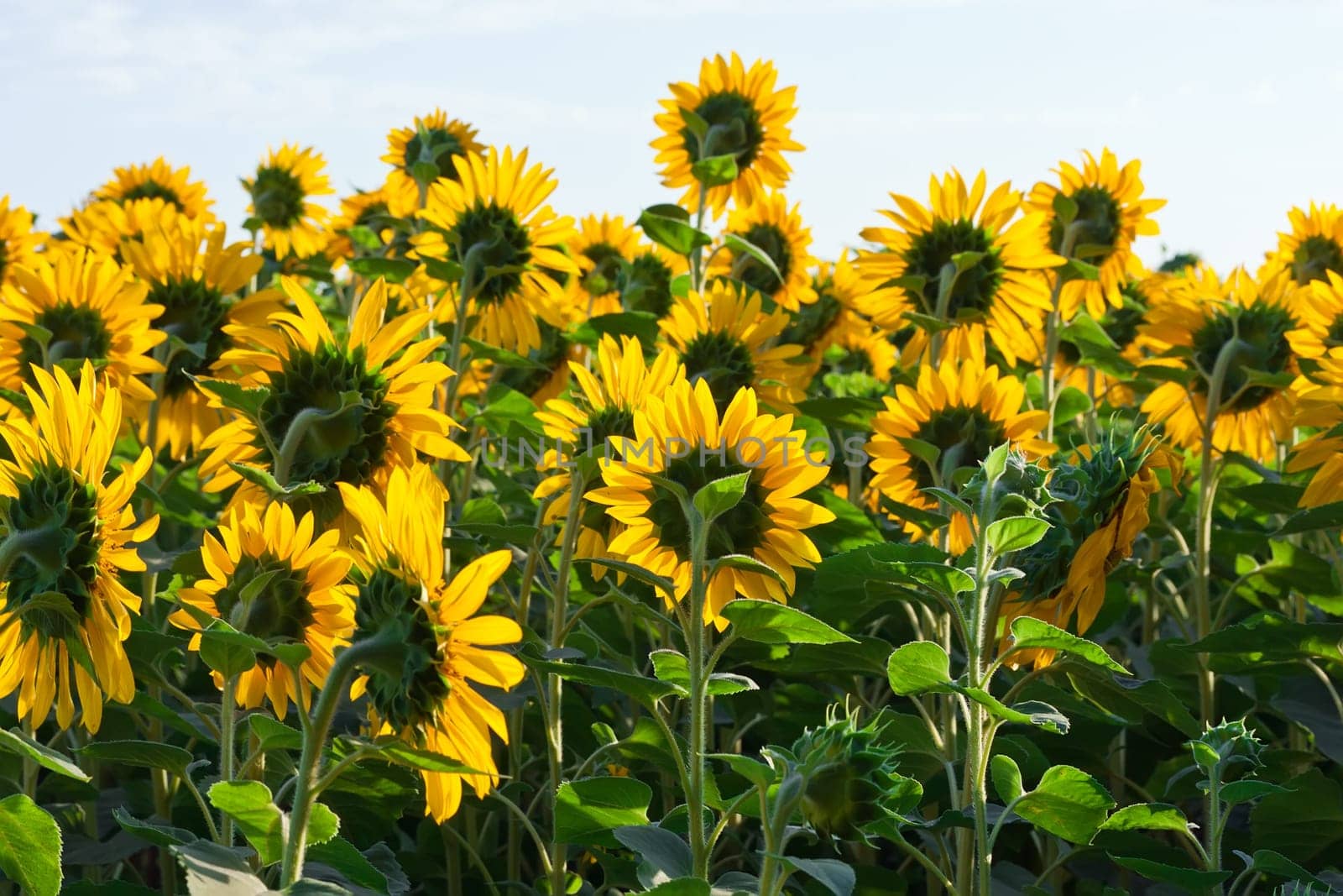Beautiful blooming field of sunflowers under blue sky