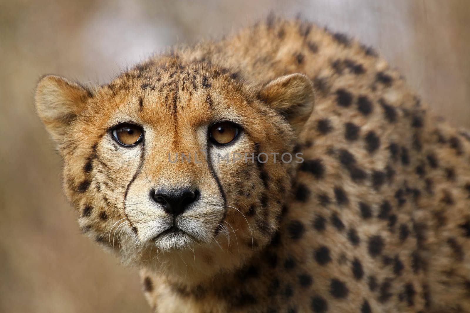 Cheetah