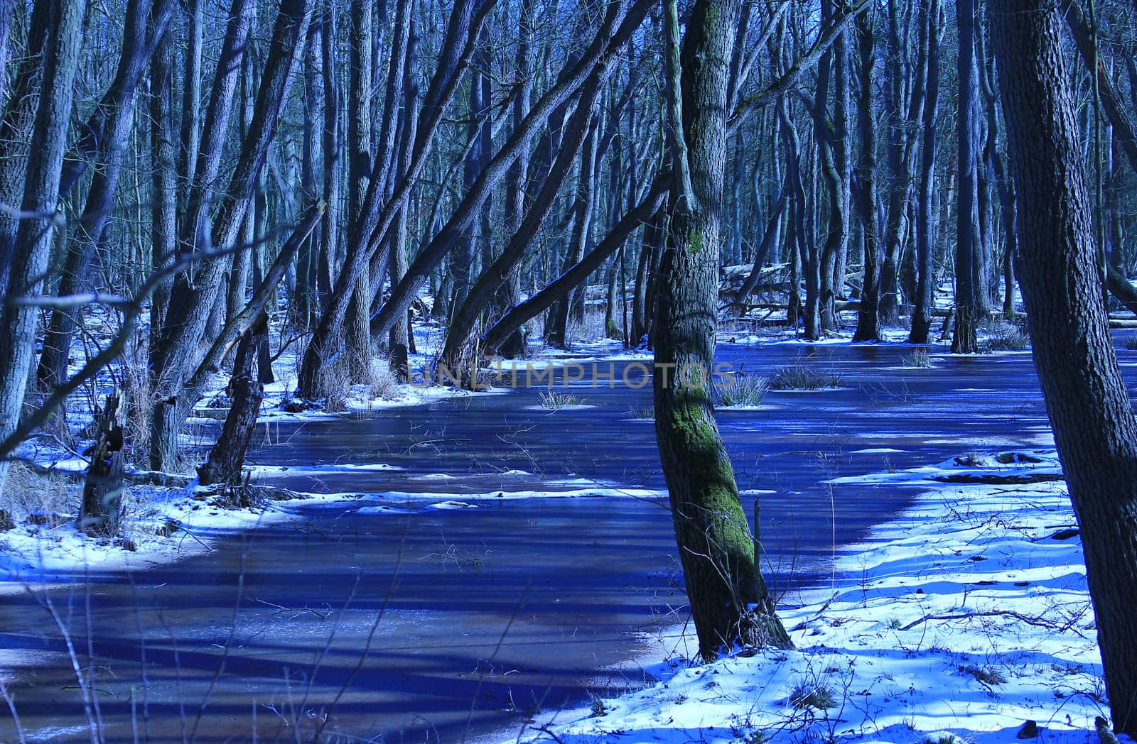 Winter forest in the Vorpommersche Boddenlandschaft National Park,Fischland-Darß-Zingst,Mecklenburg-Vorpommern,Germany