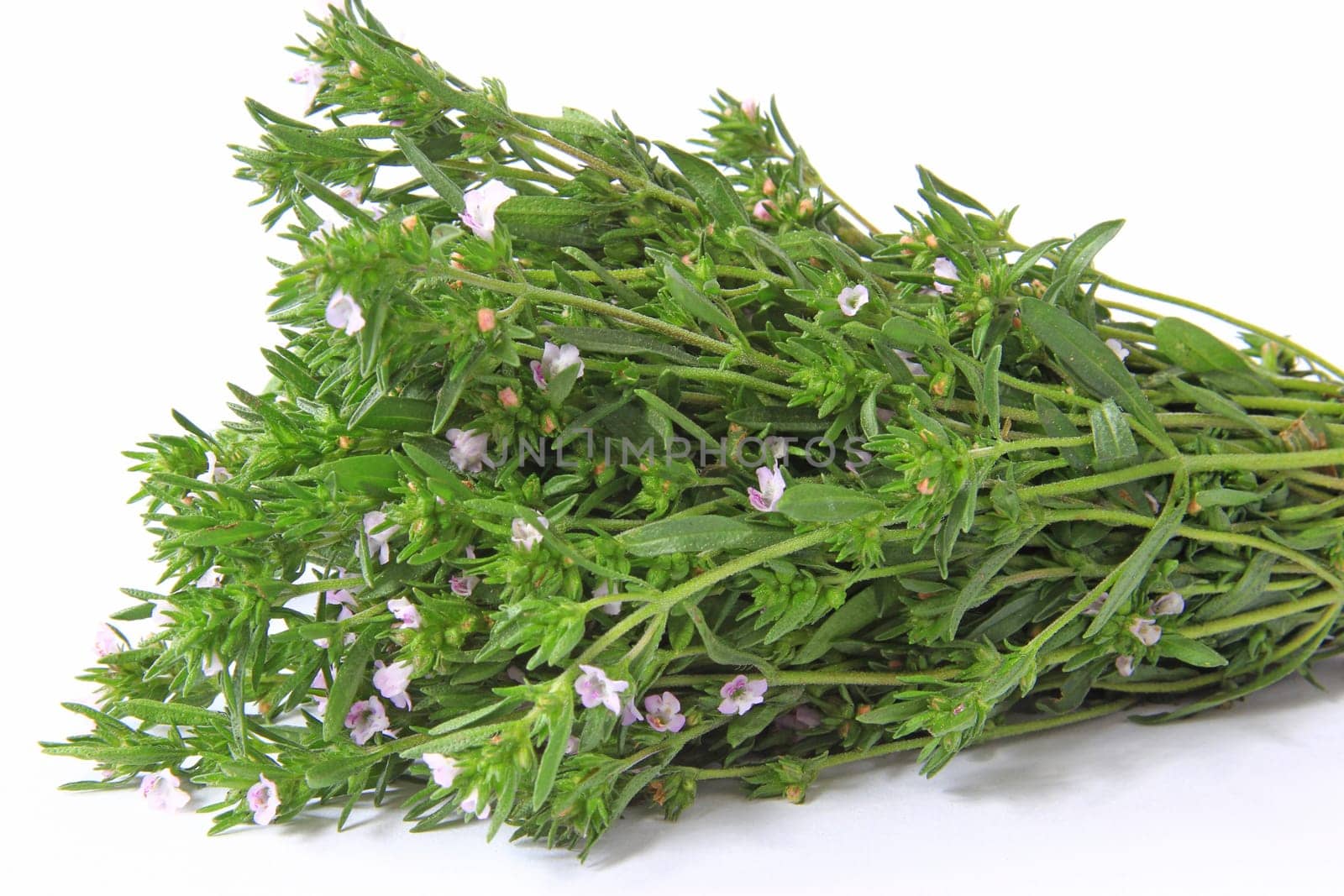 a bunch of savory (Satureja hortensis) against a white background