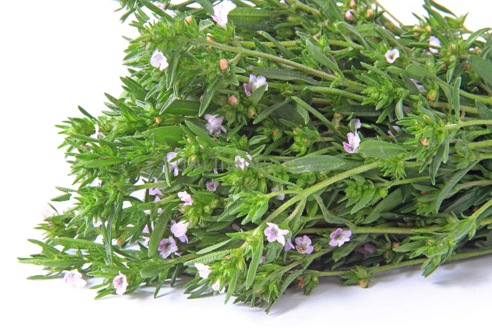 a bunch of savory (Satureja hortensis) against a white background