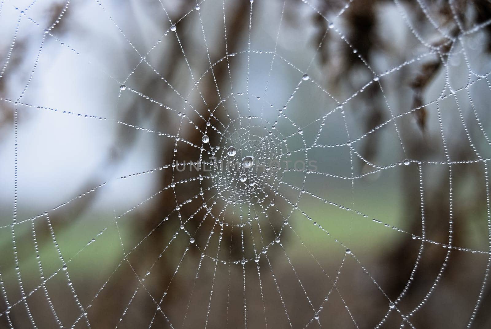Web of a spider