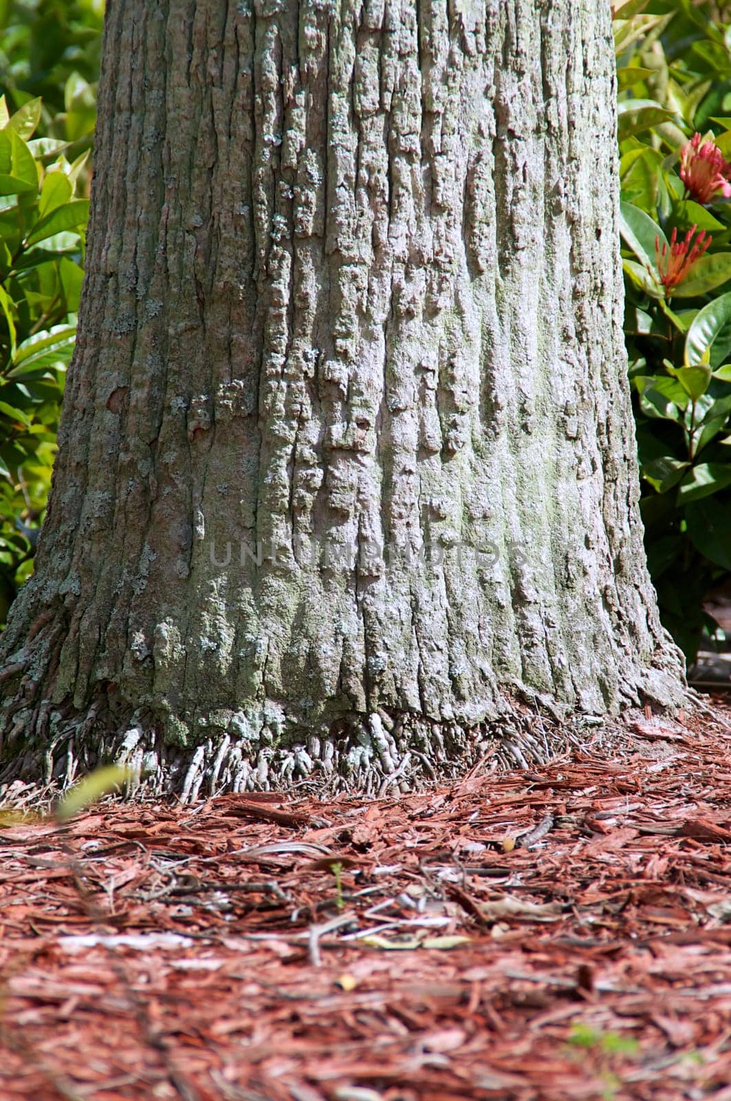 An old palm tree trunk up close showing the small roots that grow from the base.