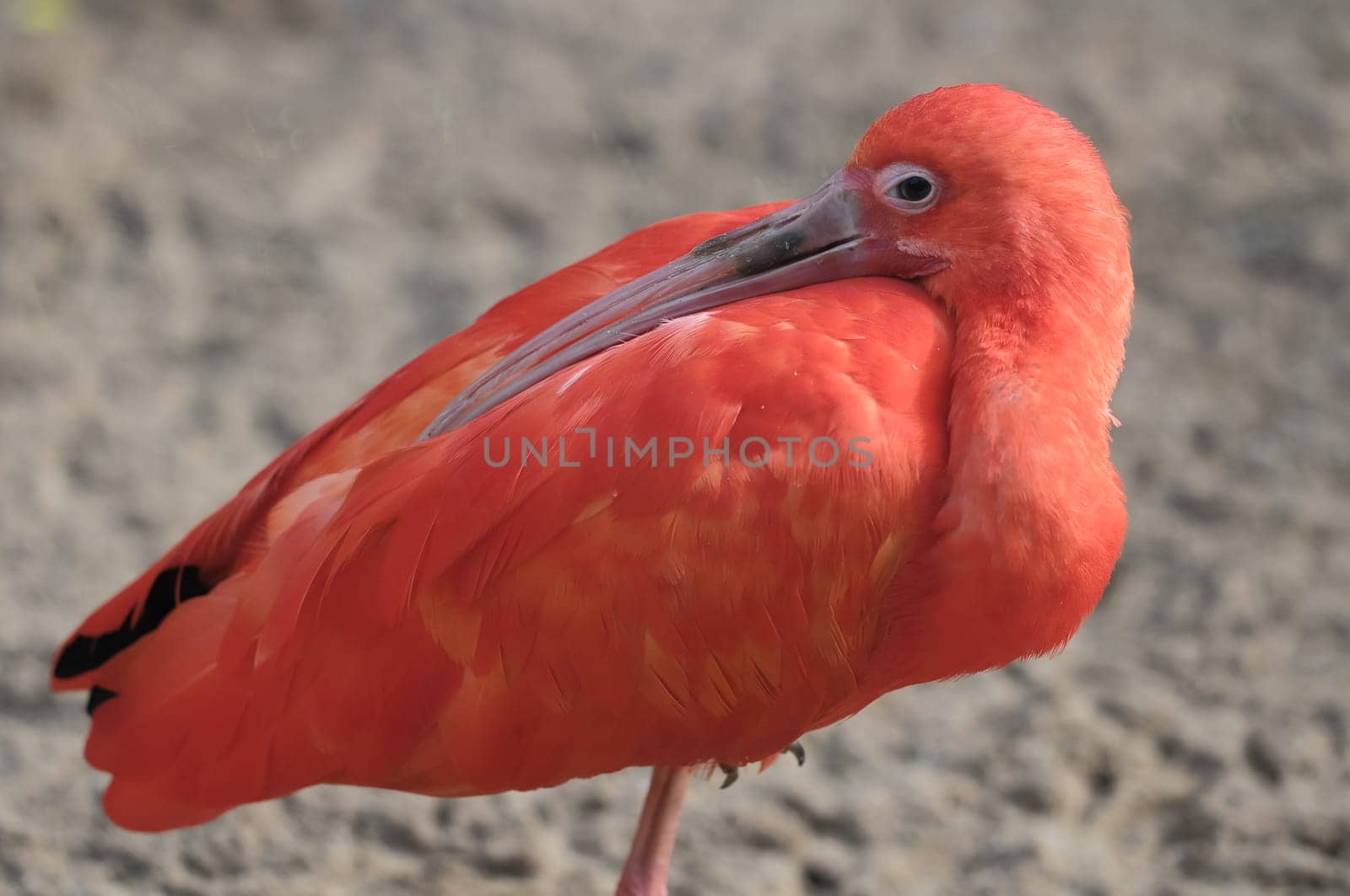 Rare Pink Parrot Bird with very Long Beak