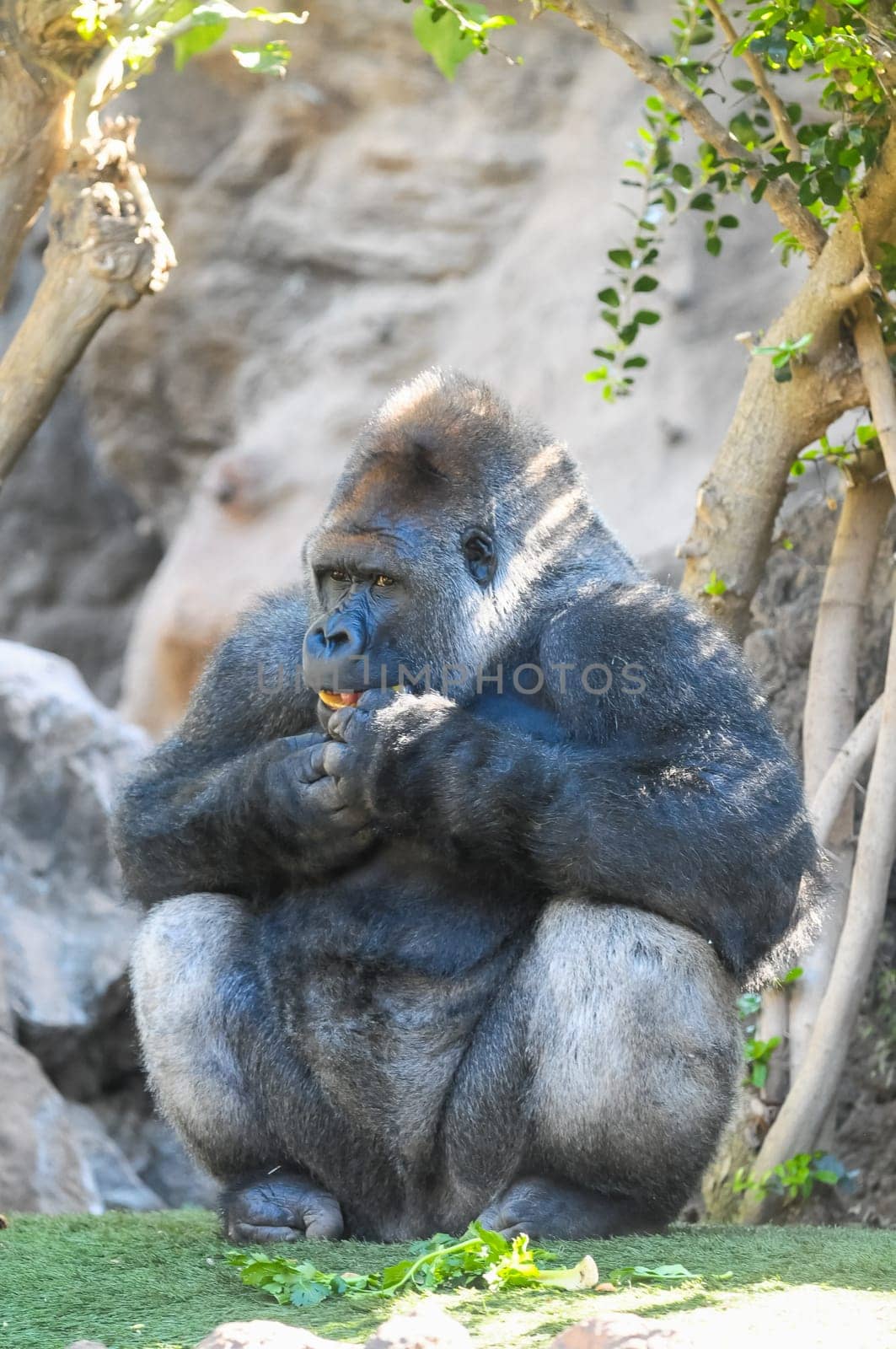 Strong Adult Black Gorilla on the Green Floor