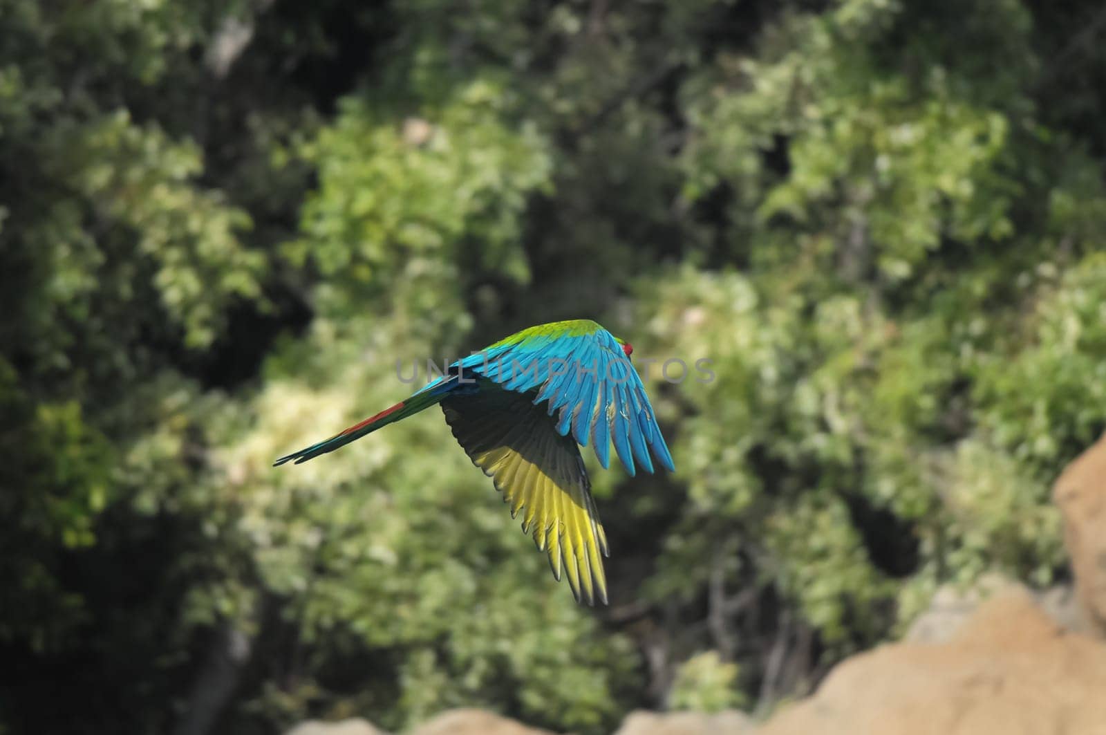 Green Colored Tropical Parrot Bird in Flight