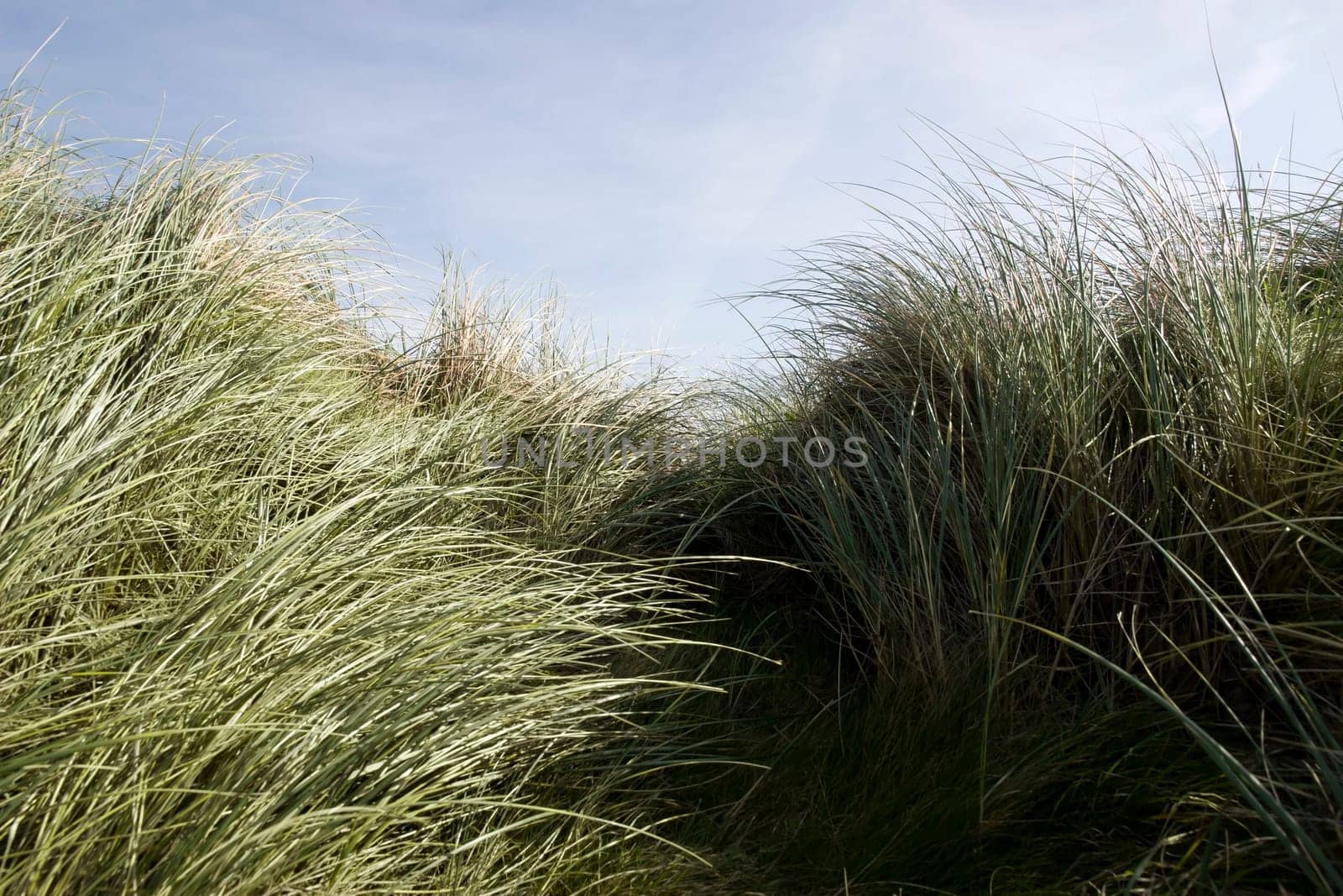 tall dune grass on the coast of Kerry Ireland gently blowing in the breeze