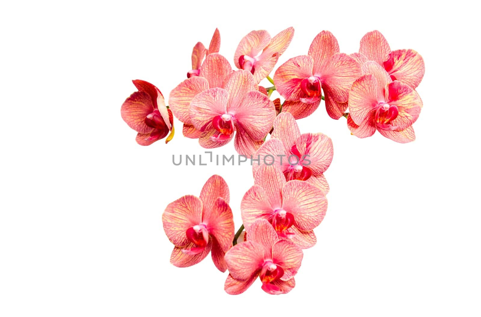 Big bunch of pink tint orchid delicate flowers isolate