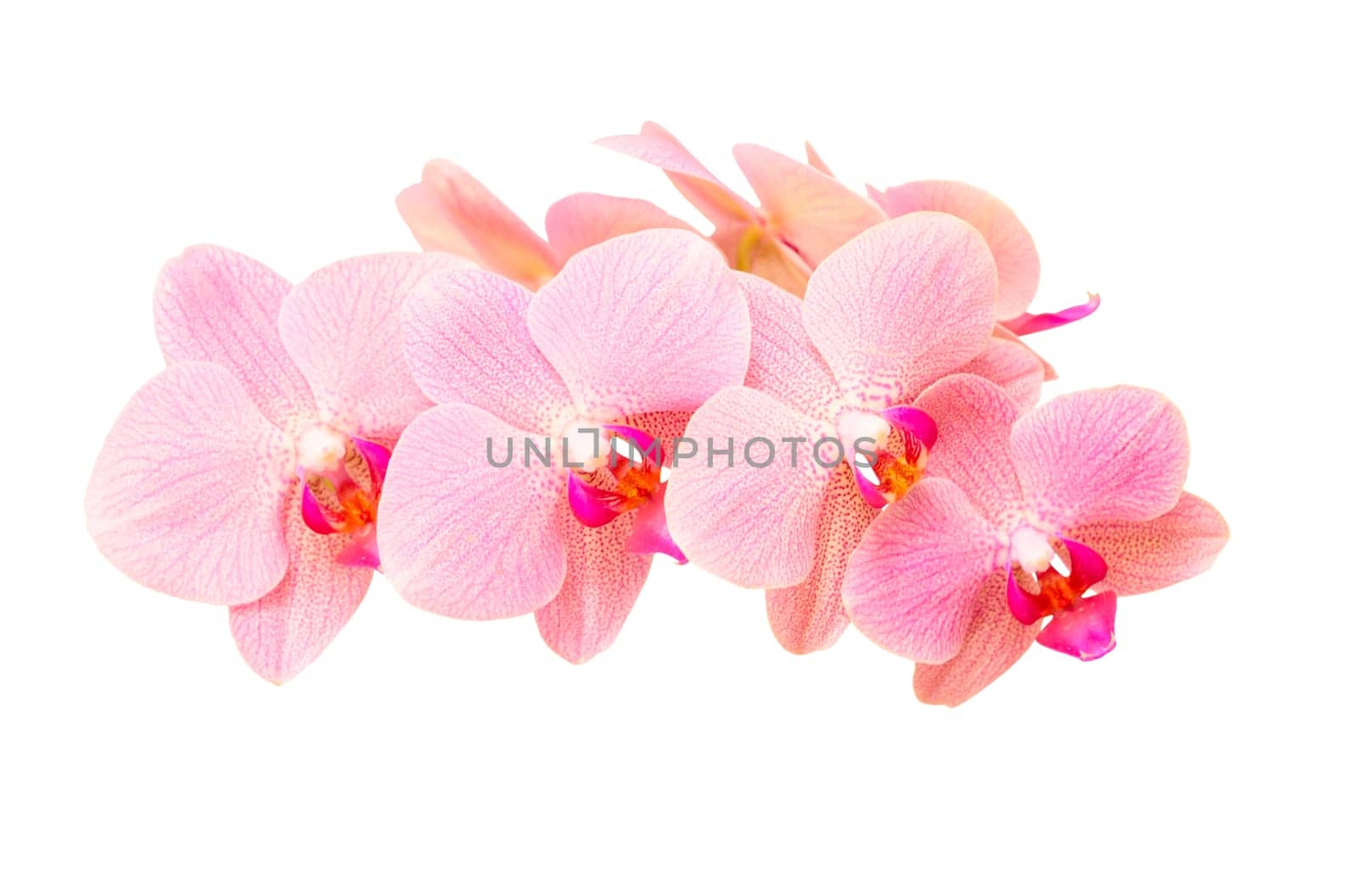 Pink orchid flowers with delicate purple spotted petals isolate