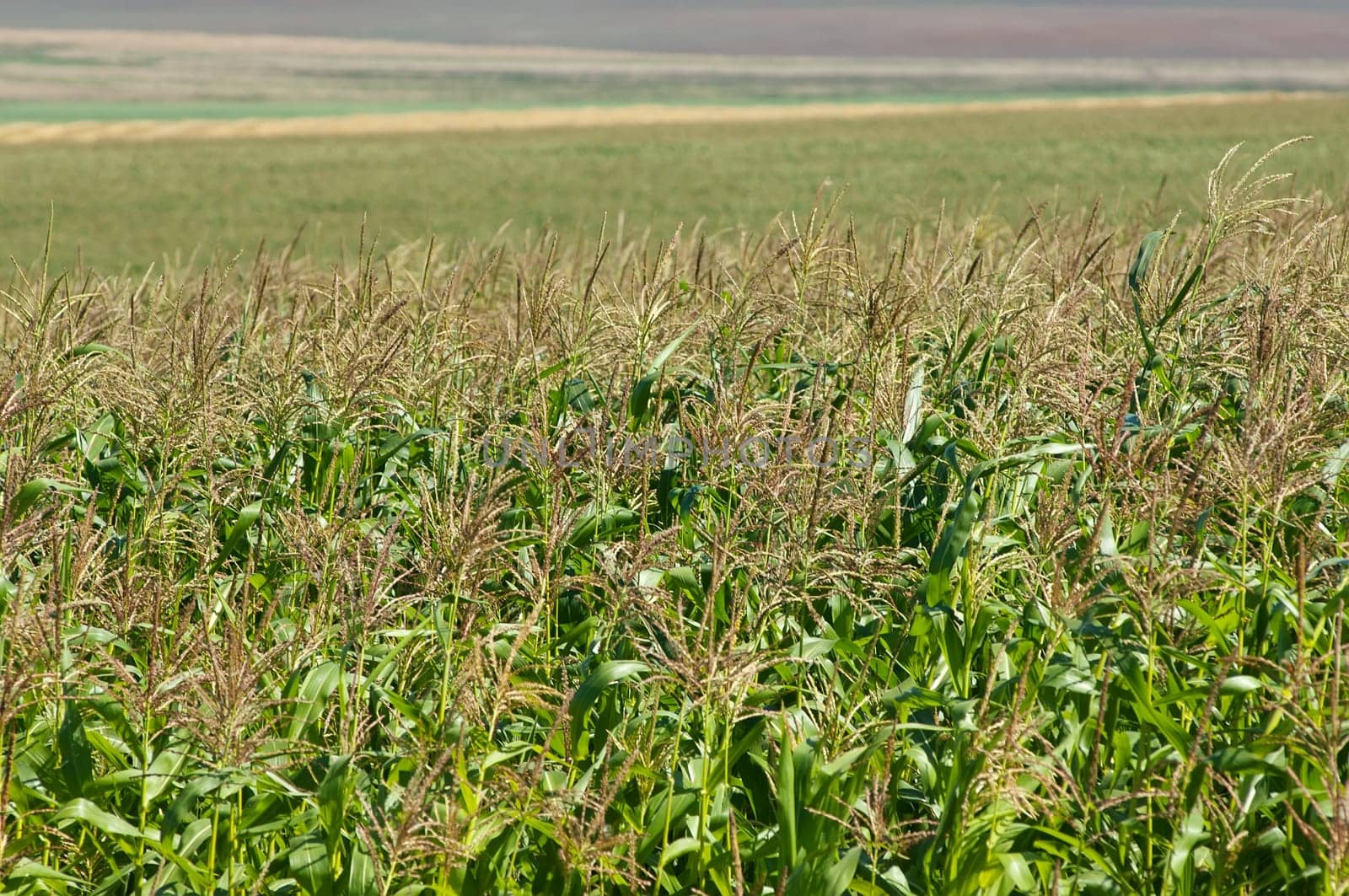 Colorful field of maize. Corn field