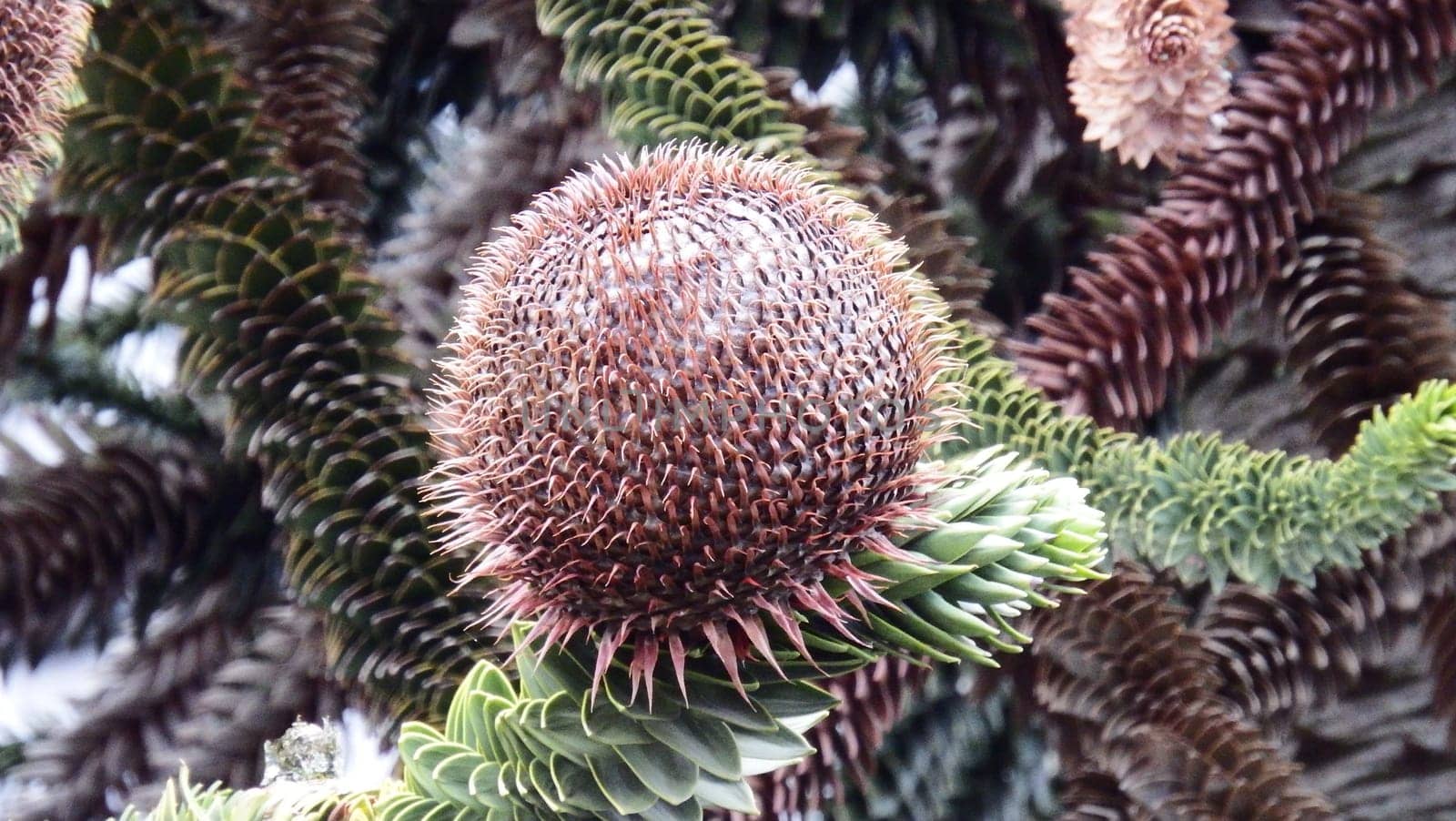 Araucaria has several names: "Snake tree,scaly fir,monkey tail tree,etc.,is a plant species belonging to the Araucariaceae family."
