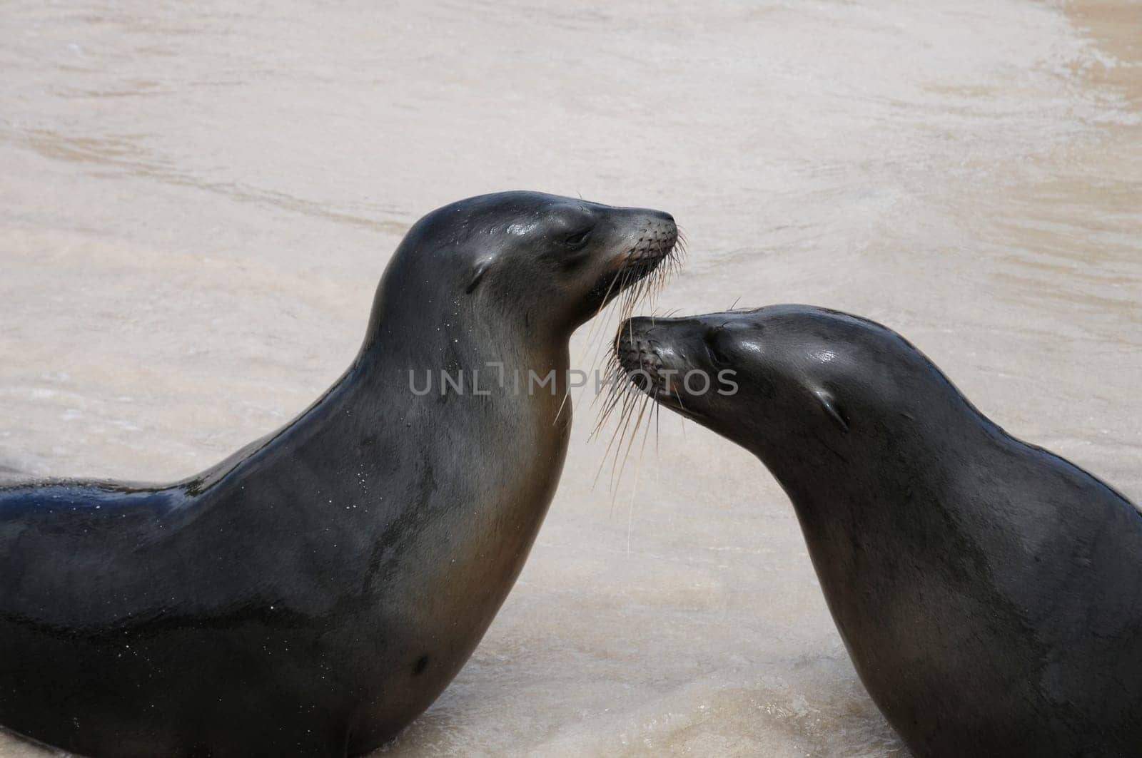Sea lions play