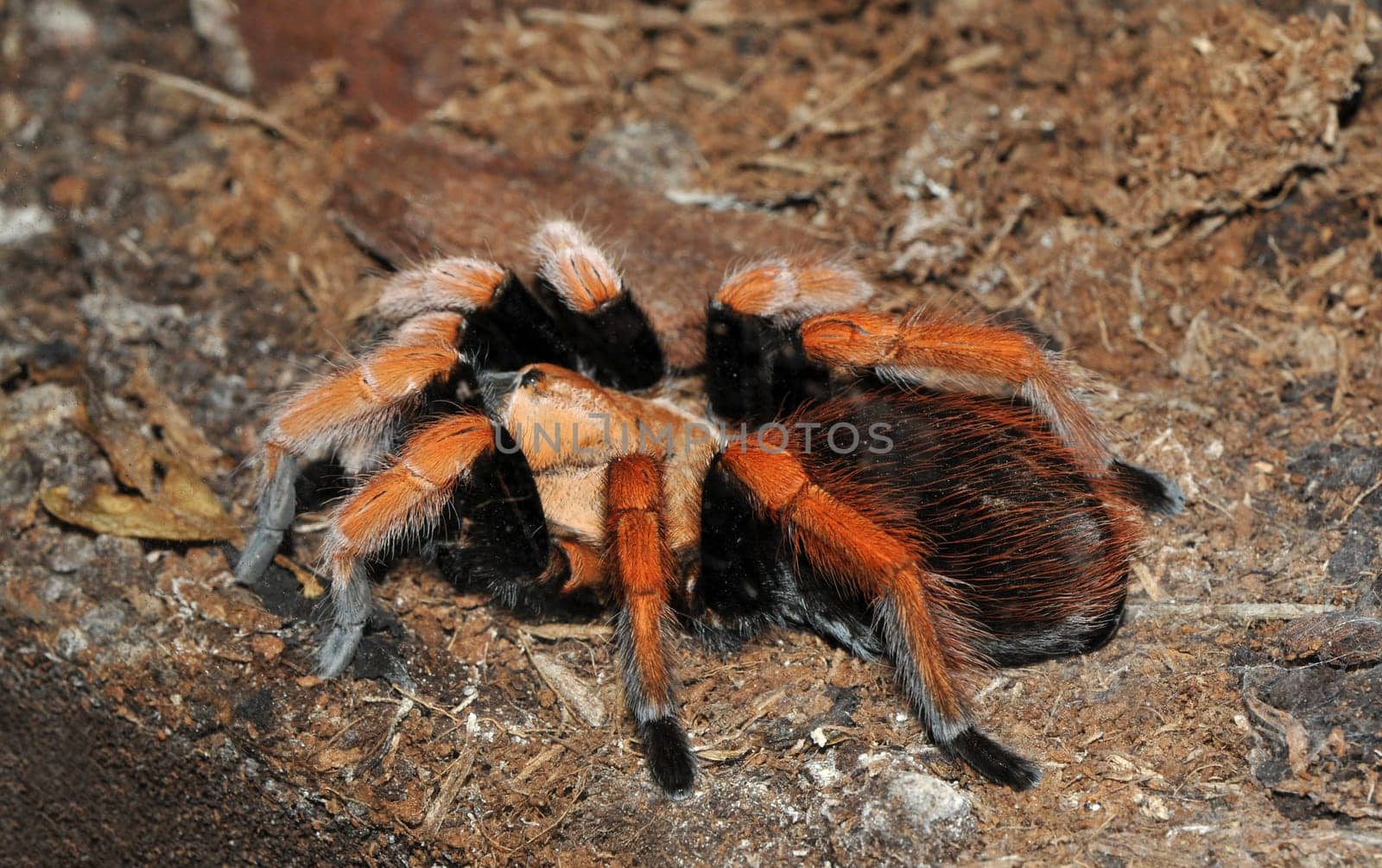 Tarantula Aphonopelma