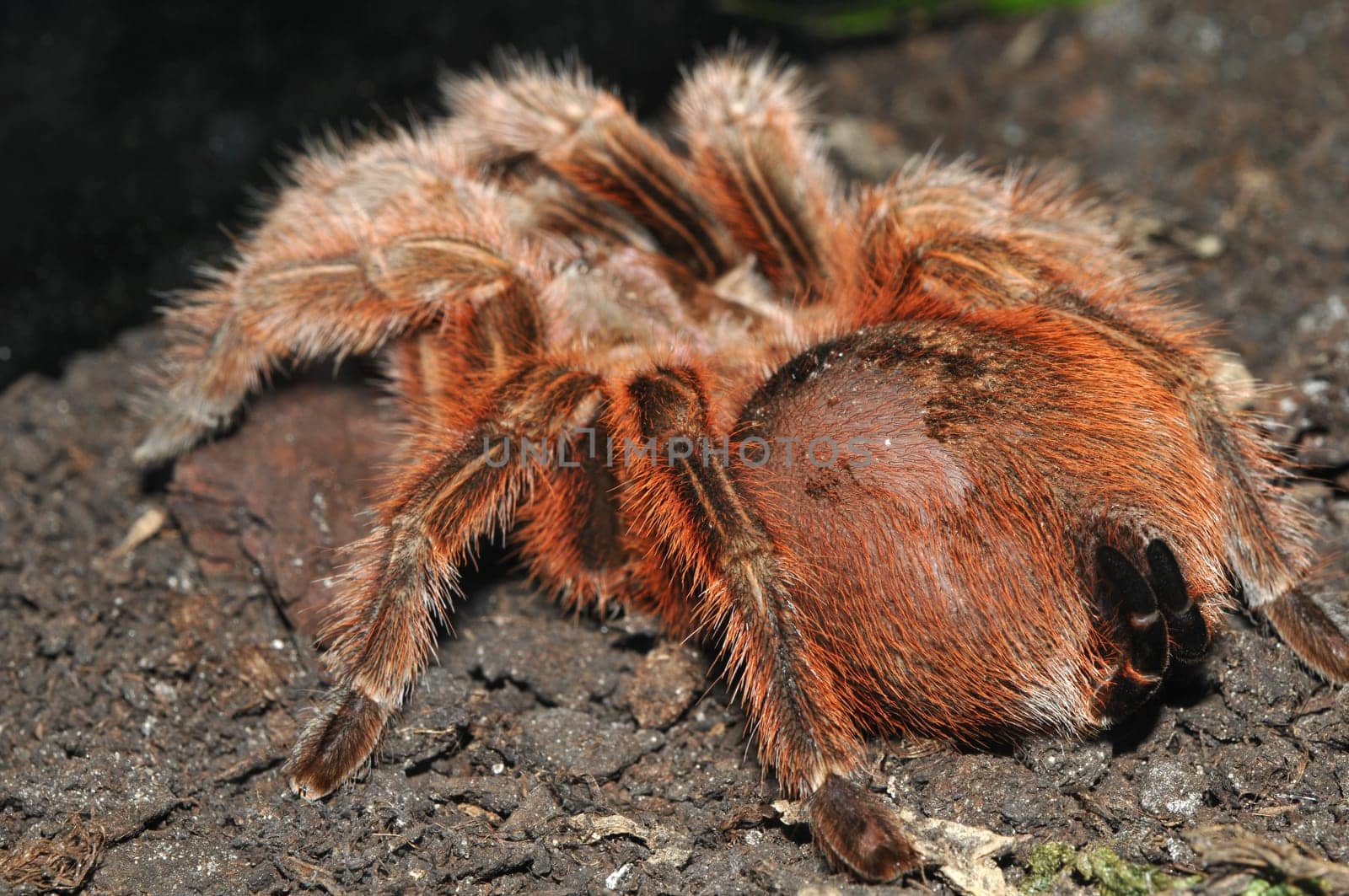 Tarantula
