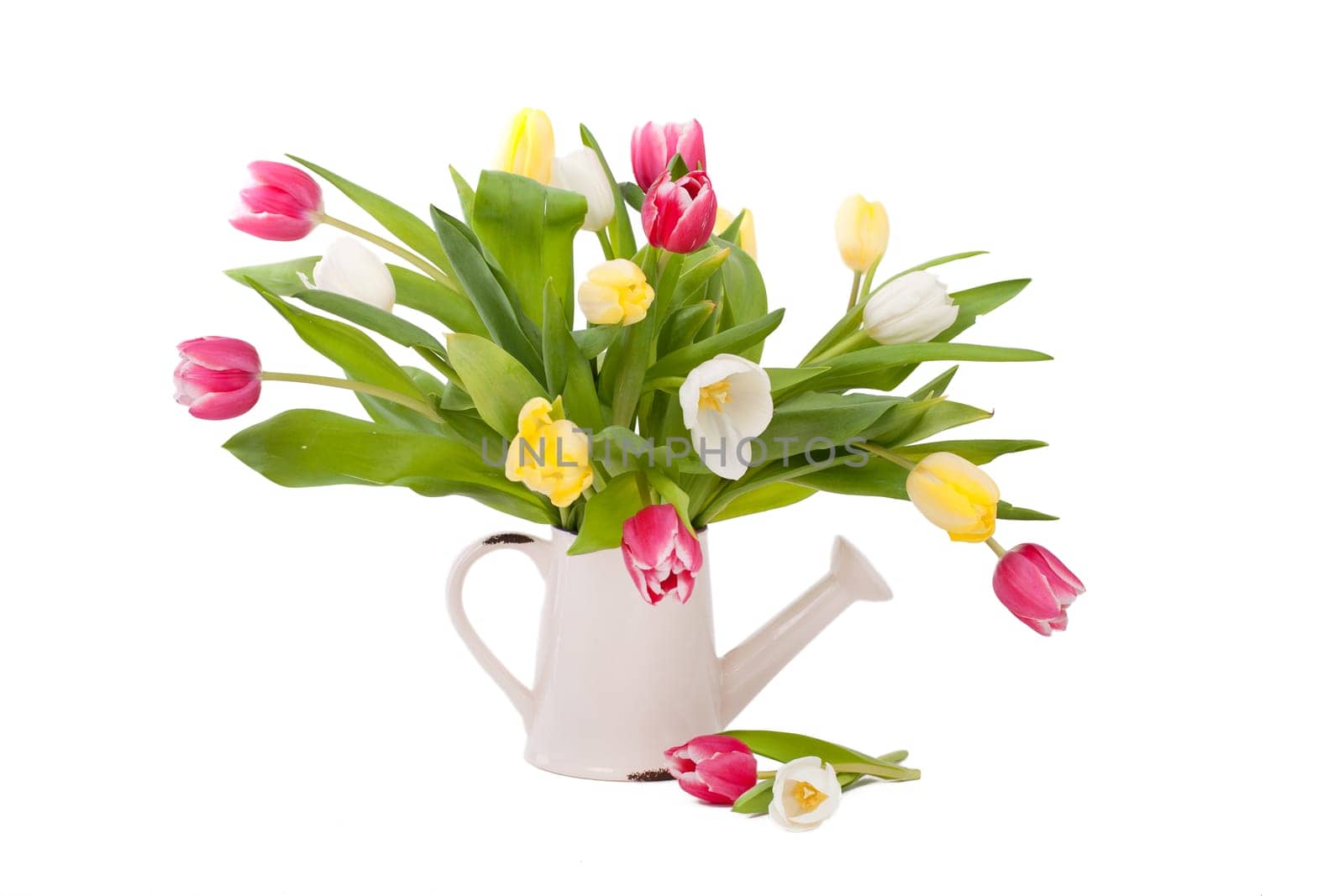 Tulips in tin can