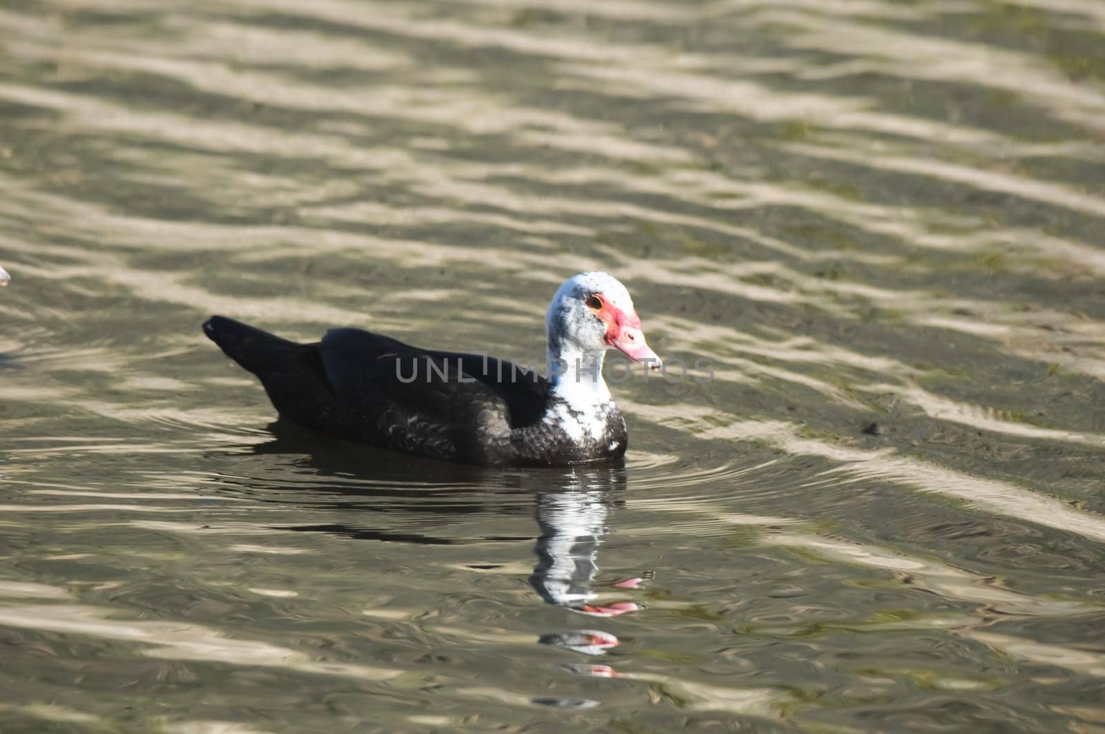 Muscovy Duck (Cairina moschata) on a Dark Black Water