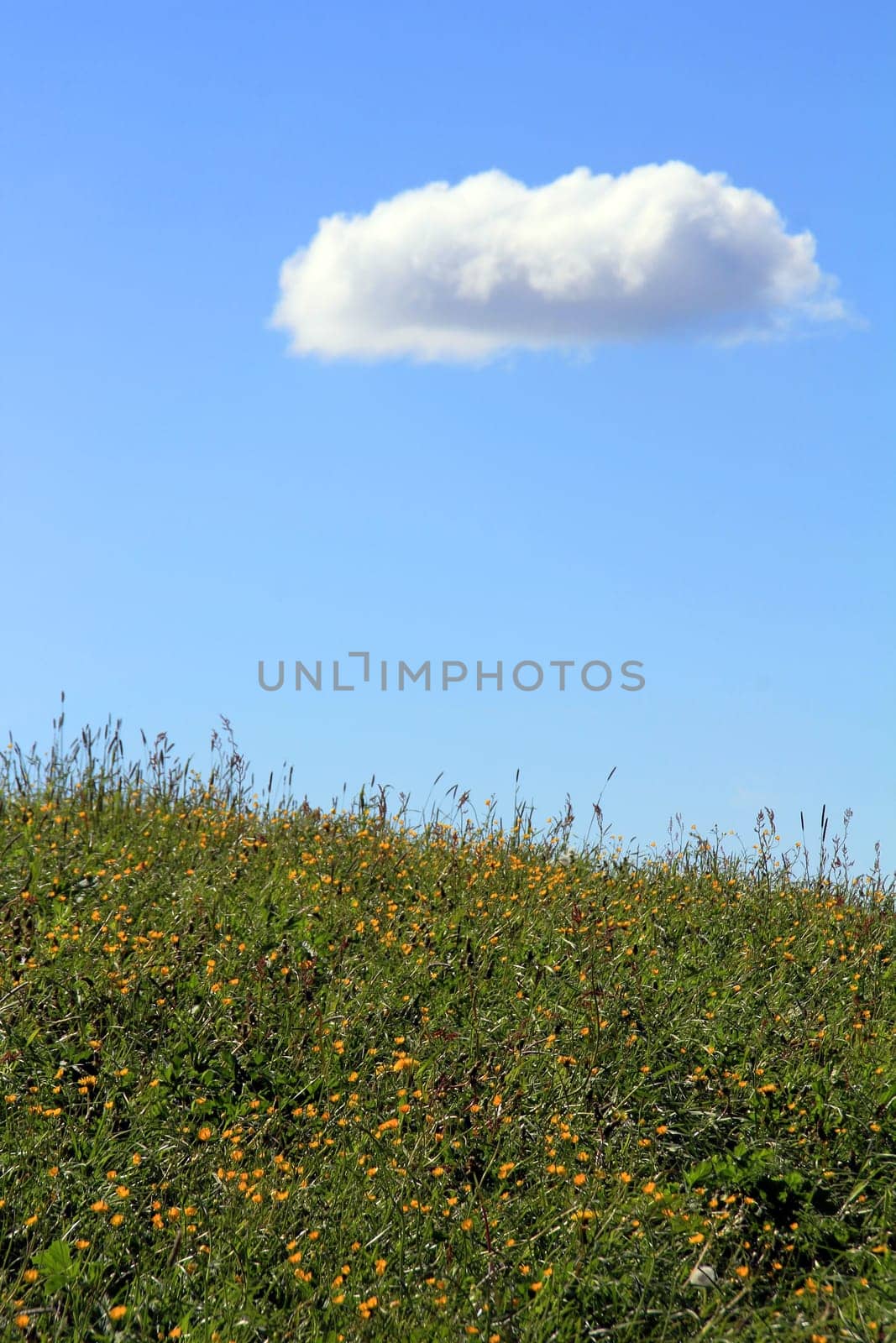 A cloud above the flowering meadow