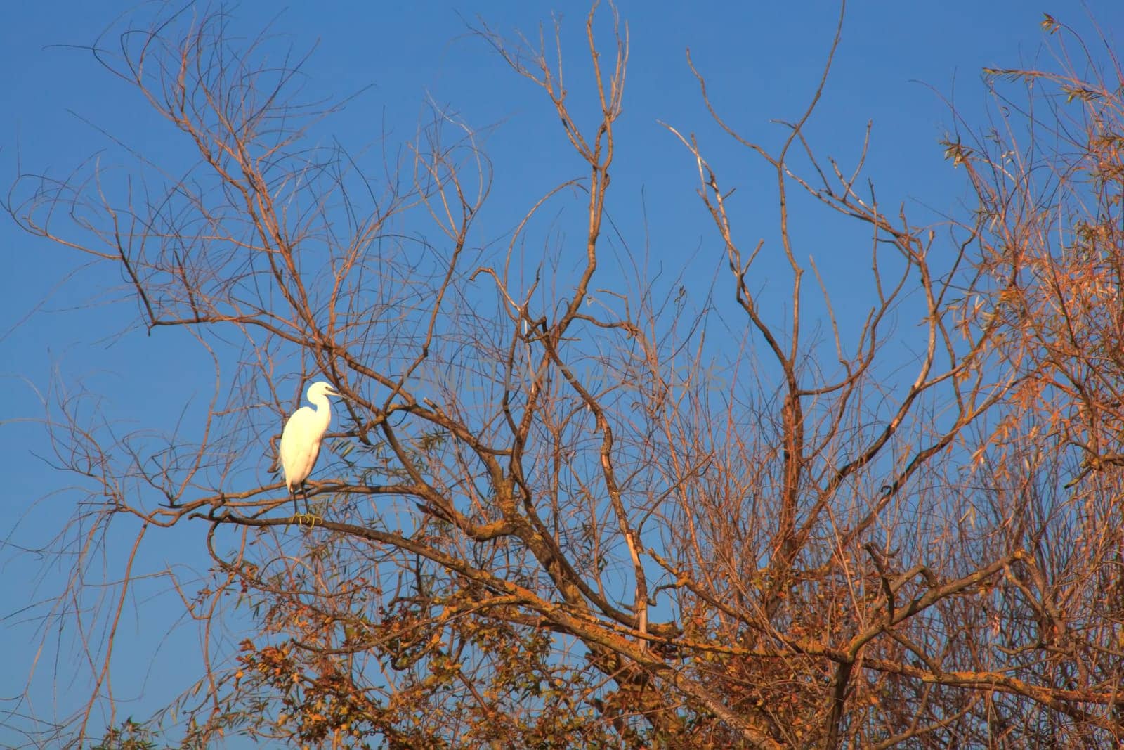 The Little Egret (Egretta garzetta), small white heron on tree