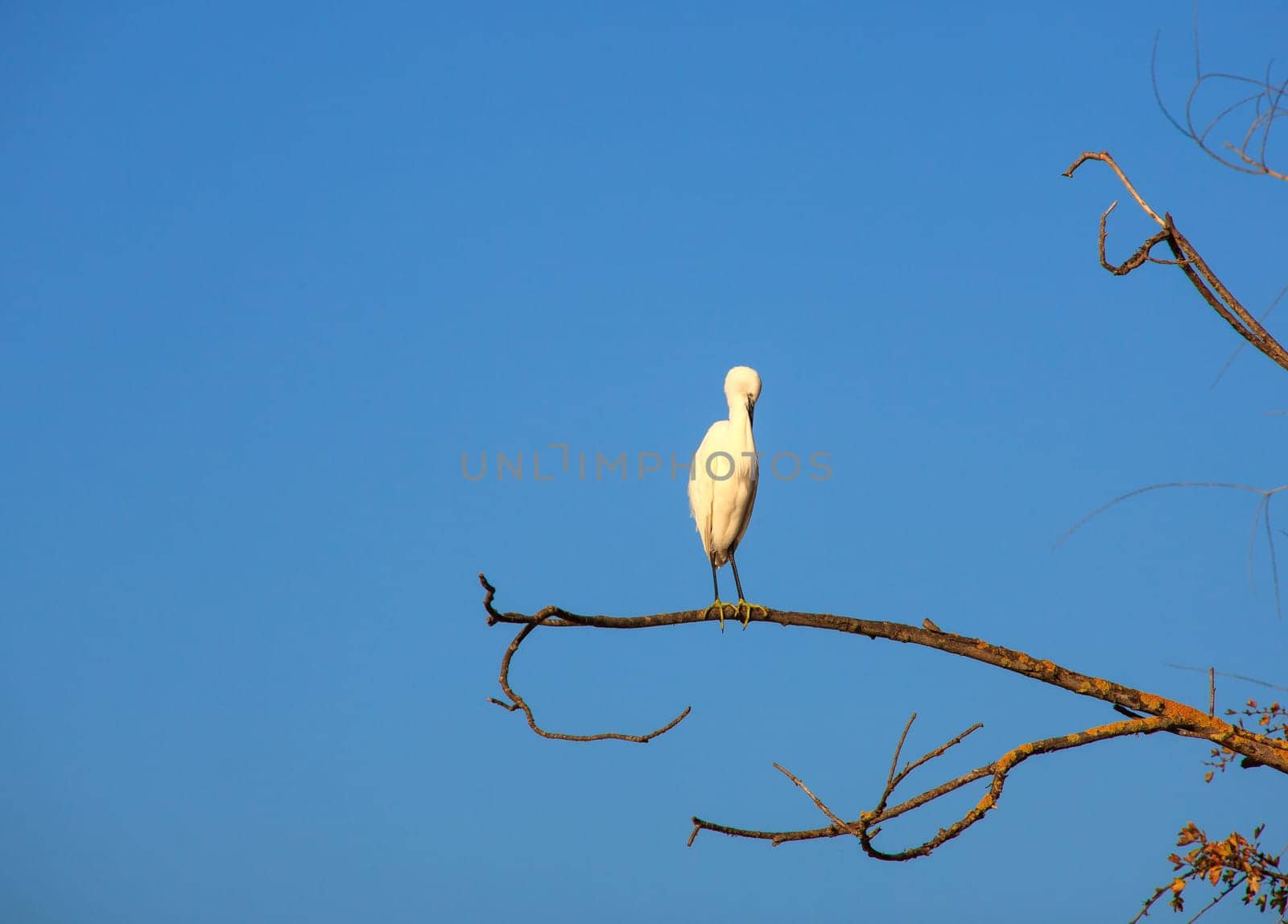 The Little Egret (Egretta garzetta), small white heron on tree