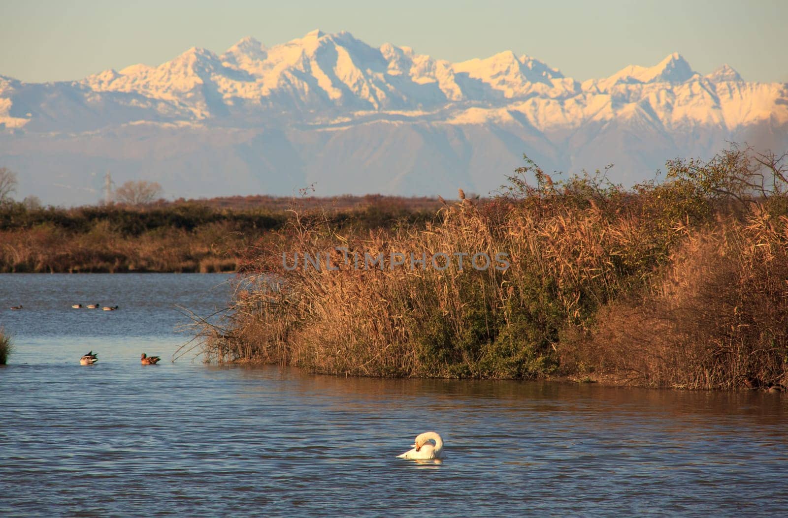 View of Nature reserve of Valle canal Novo, Italy