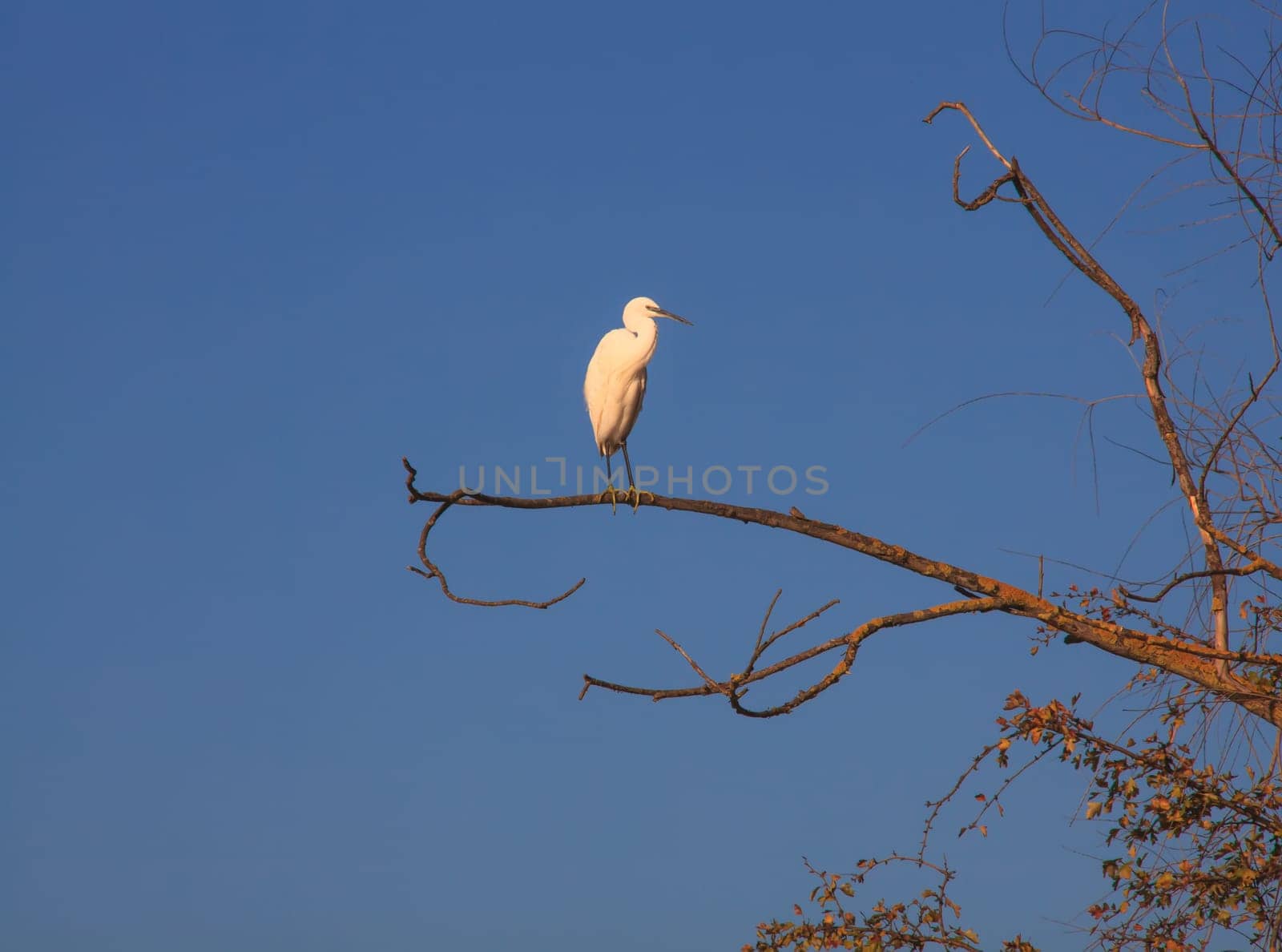 The Little Egret (Egretta garzetta), small white heron on tree