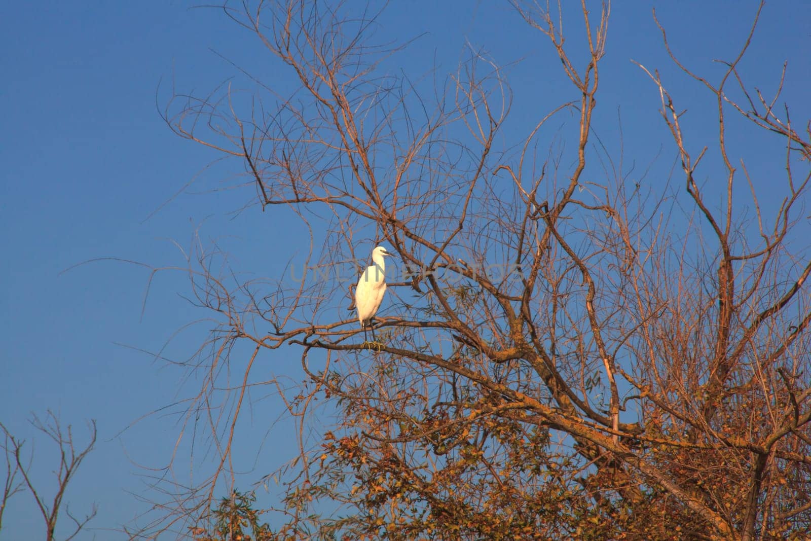 The Little Egret (Egretta garzetta), small white heron on tree