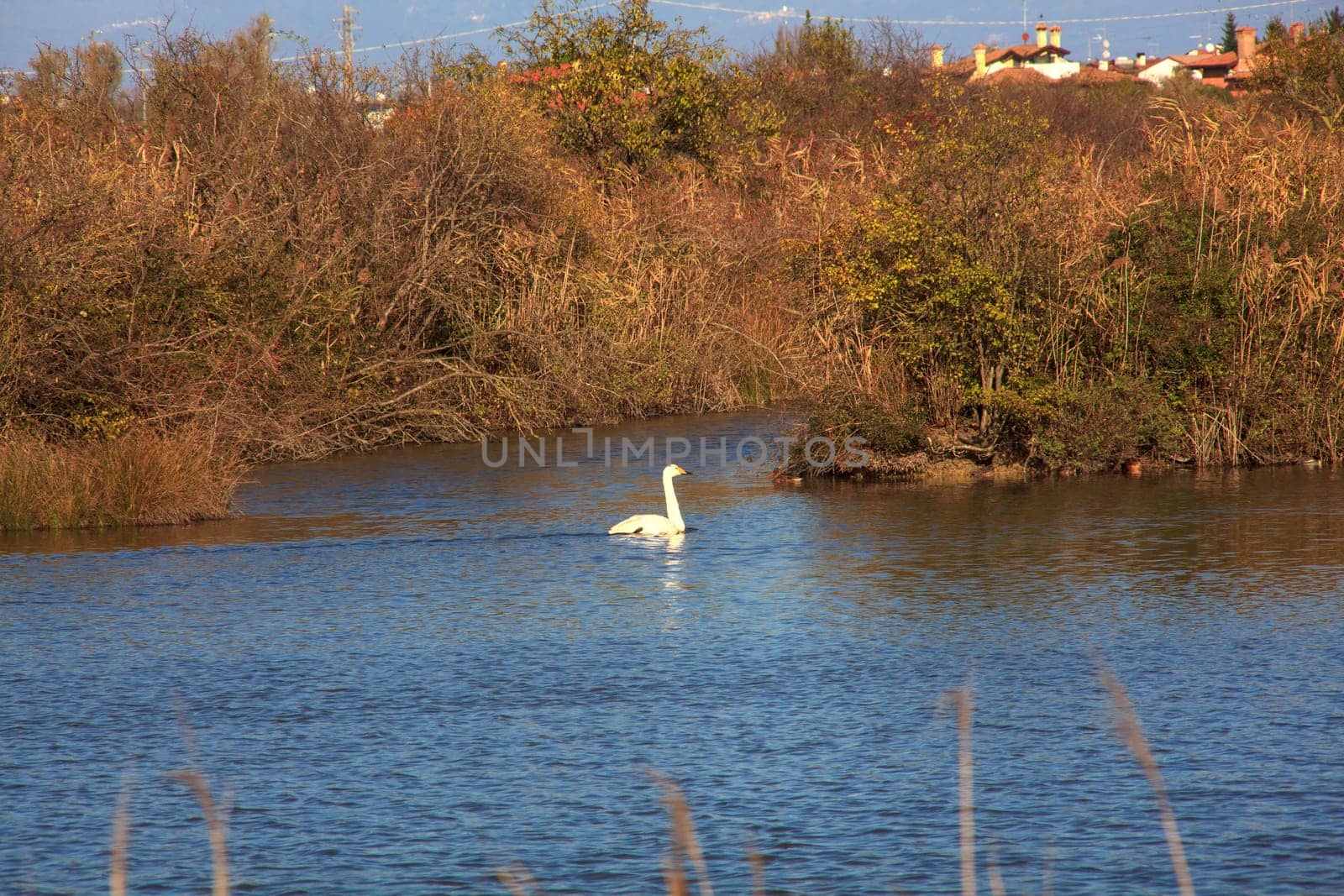 View of Nature reserve of Valle canal Novo, Italy