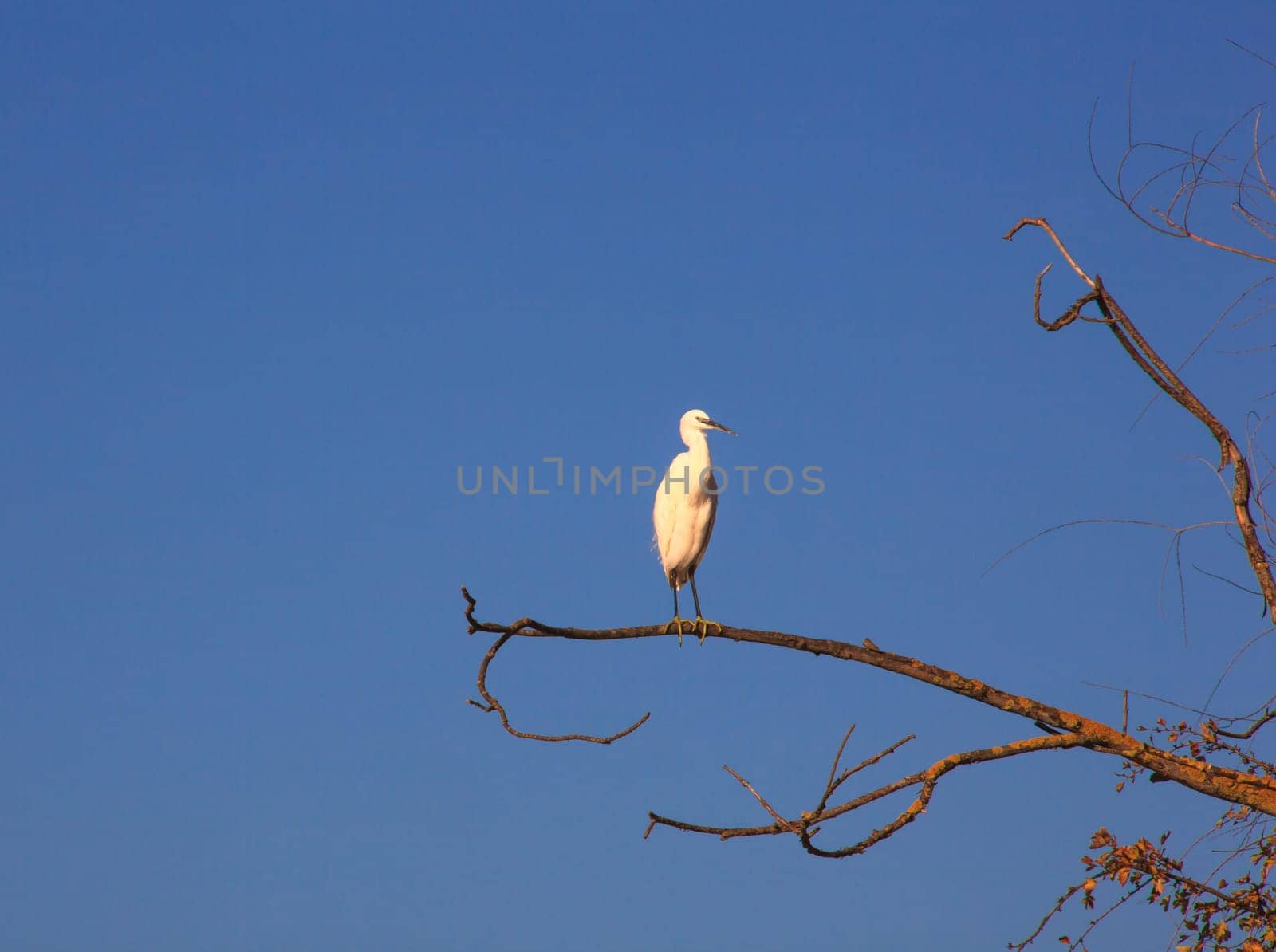 The Little Egret (Egretta garzetta), small white heron on tree