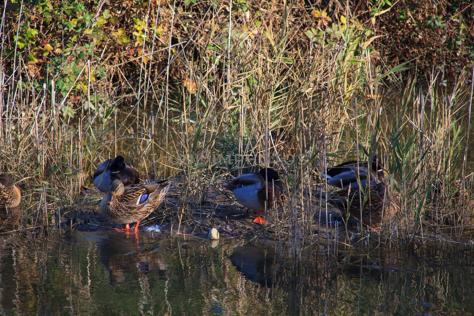 View of Mallards in the lagoon of Marano, Nature reserve of Valle canal Novo