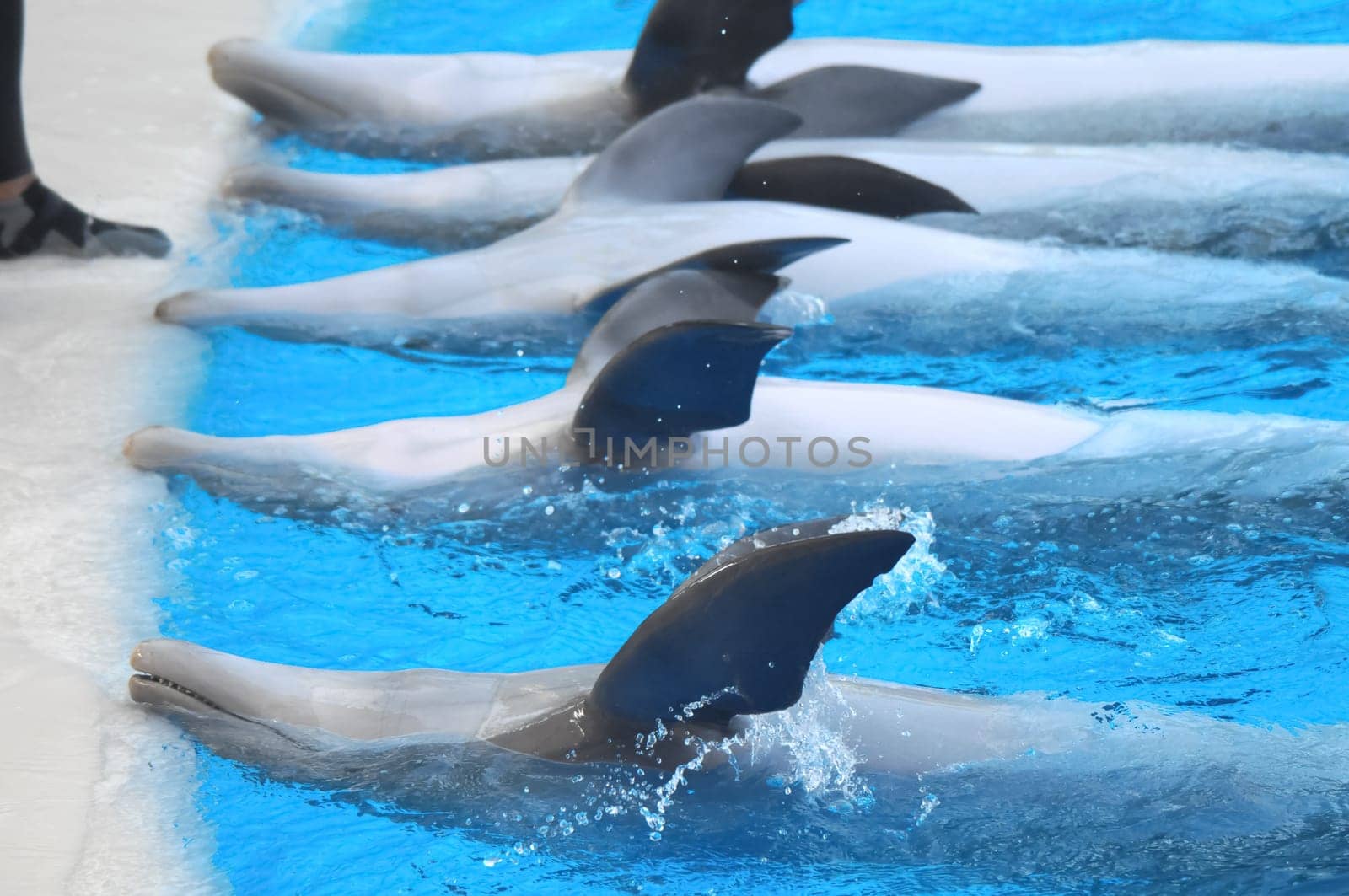 Funny Dolphins Swimming on a very Blue Water