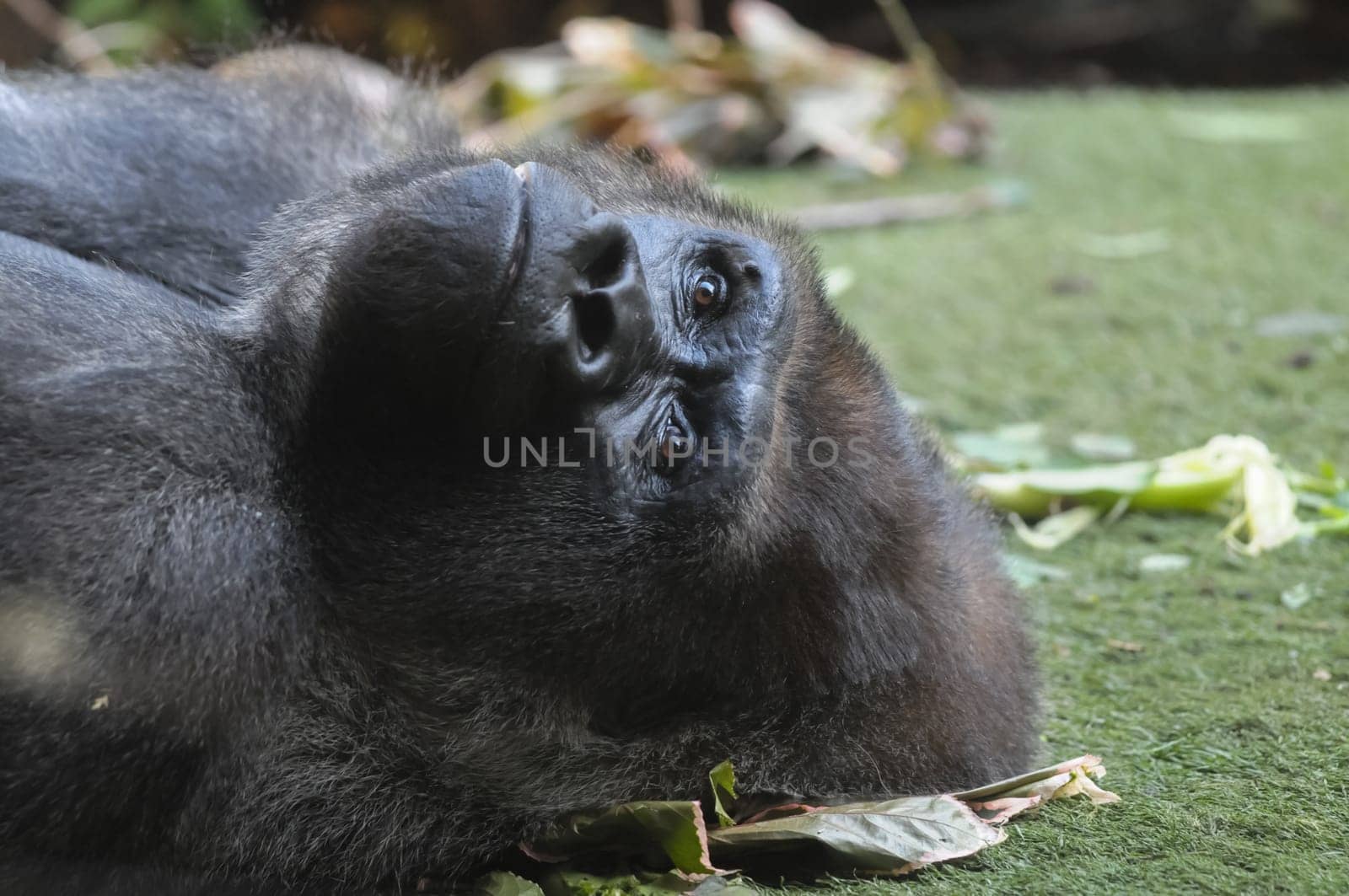 Strong Adult Black Gorilla on the Green Floor