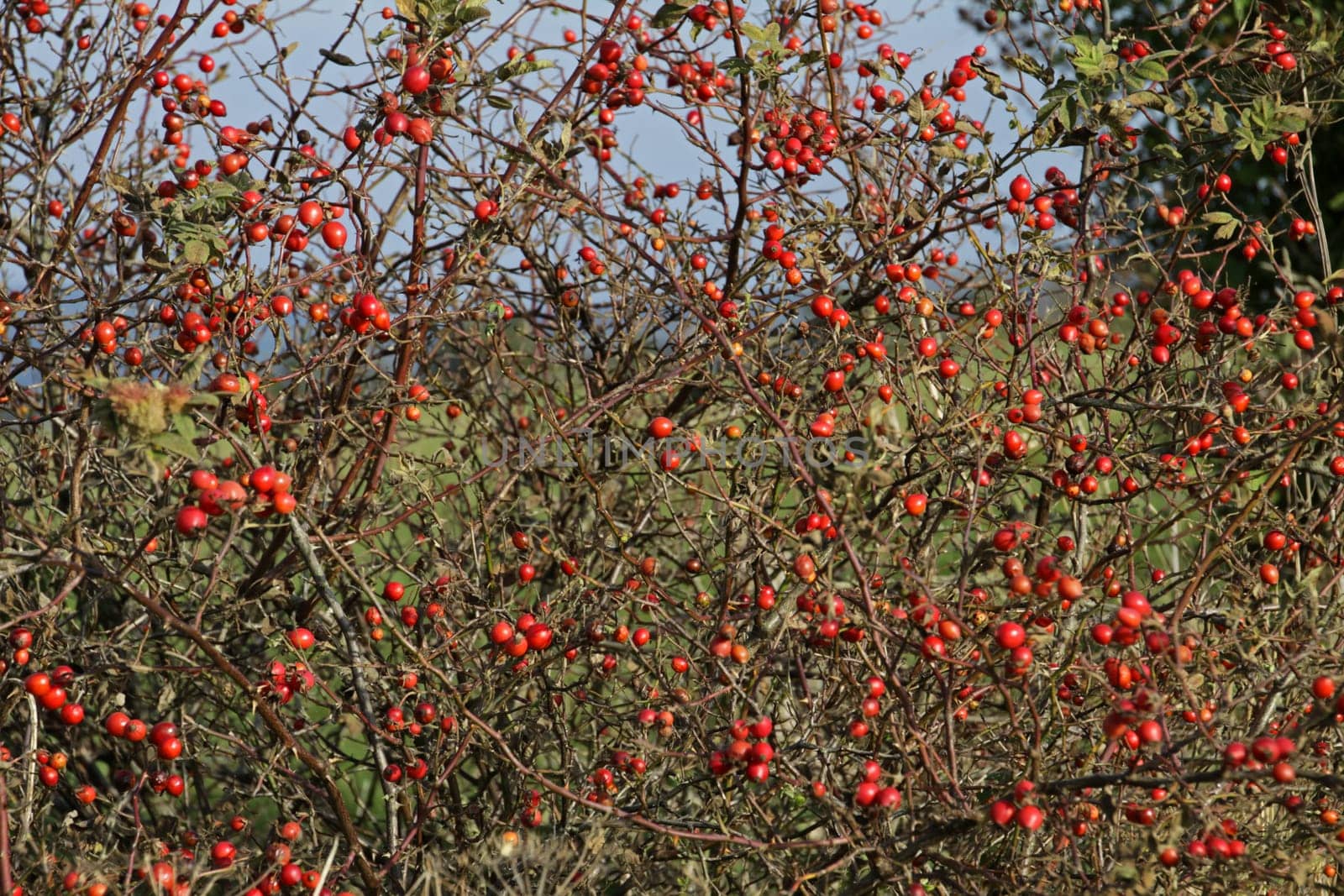 Haws