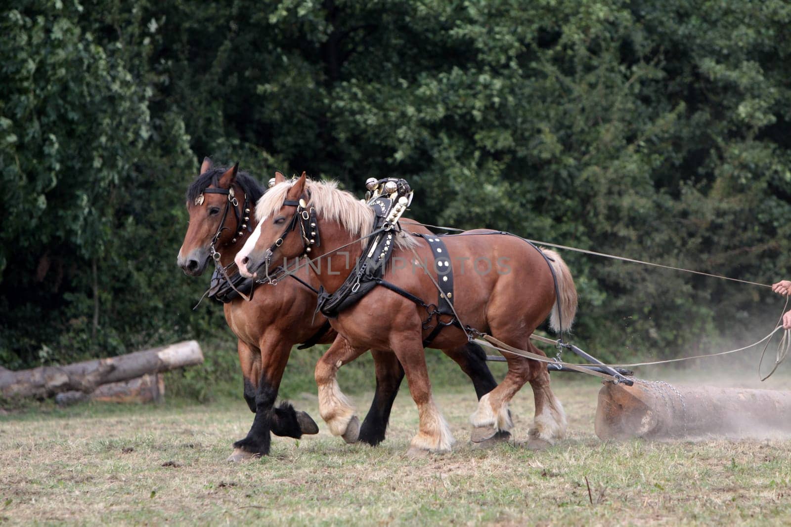 Horses at work