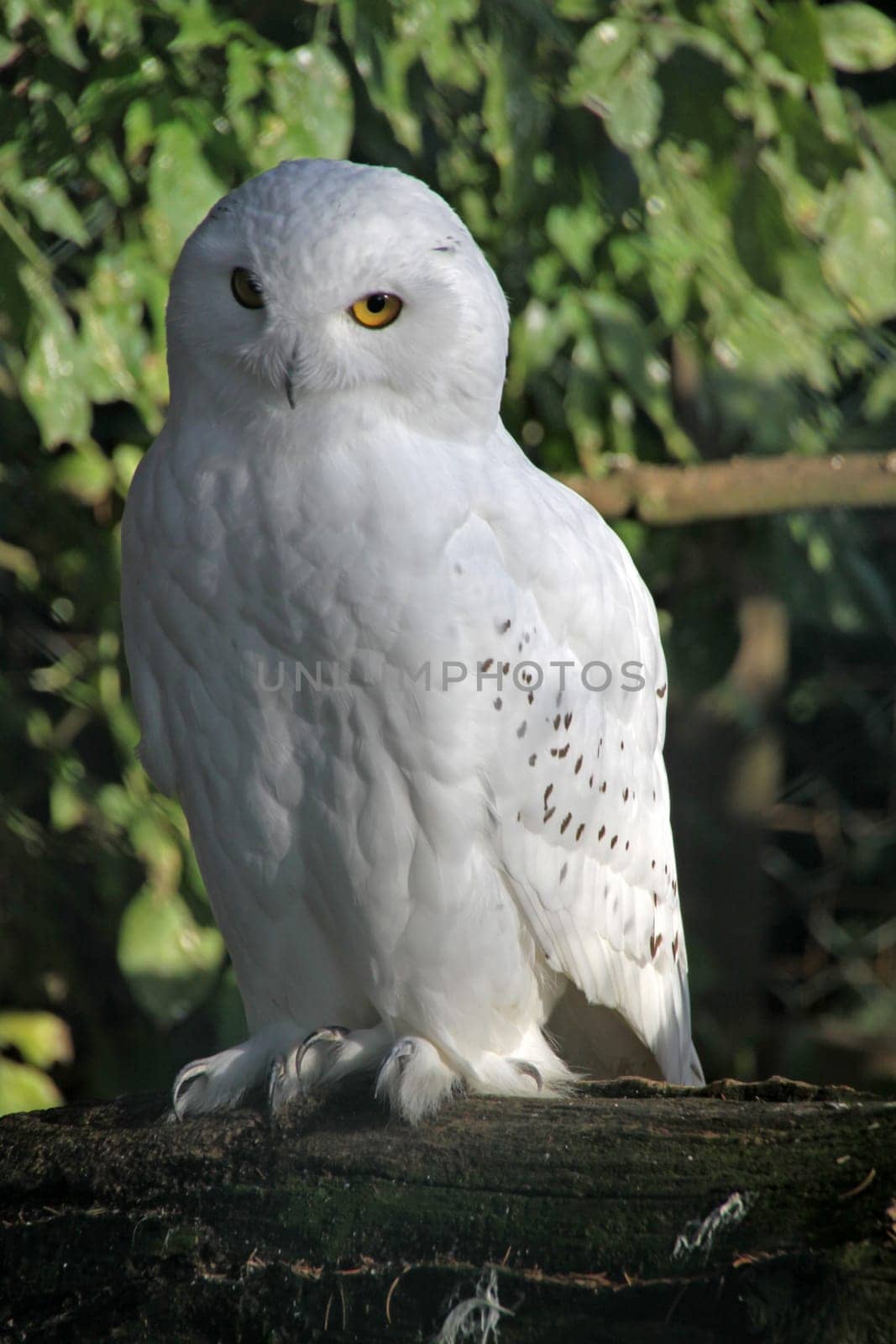 Snowy owl (male)