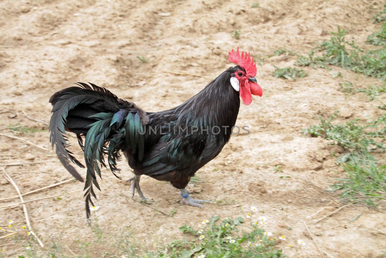 Black Rooster