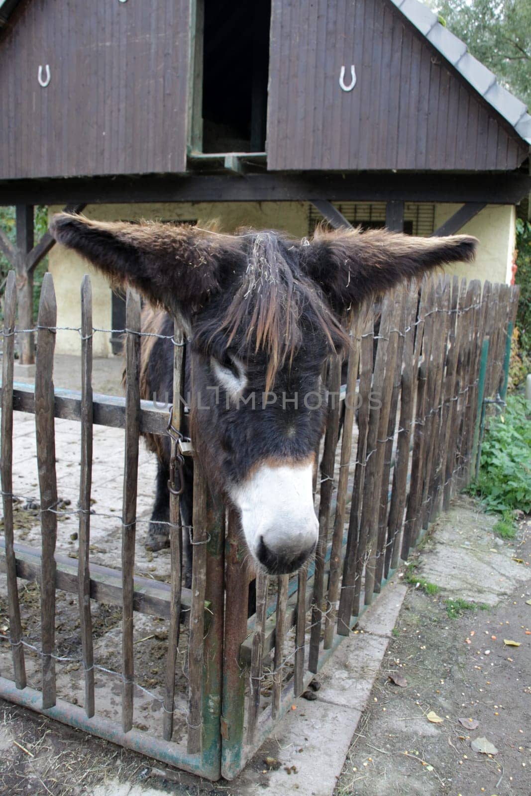 Giant donkey