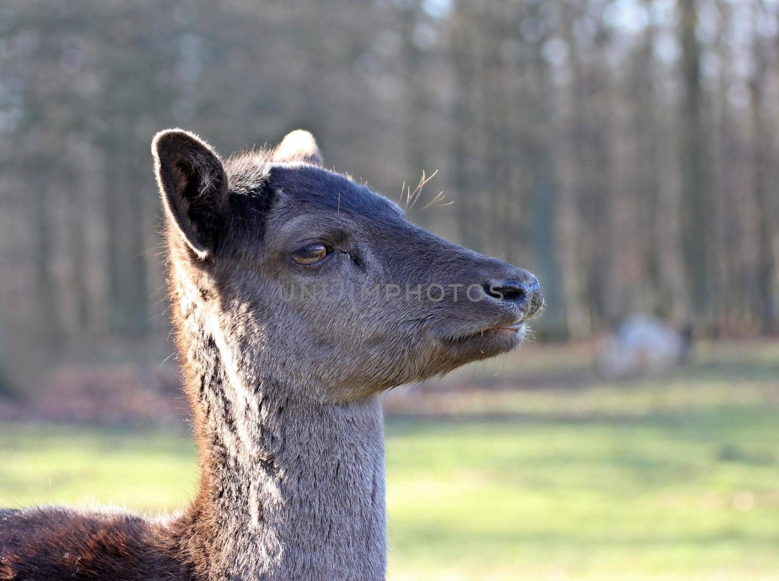 Portrait of a black fallow (Dama dama)