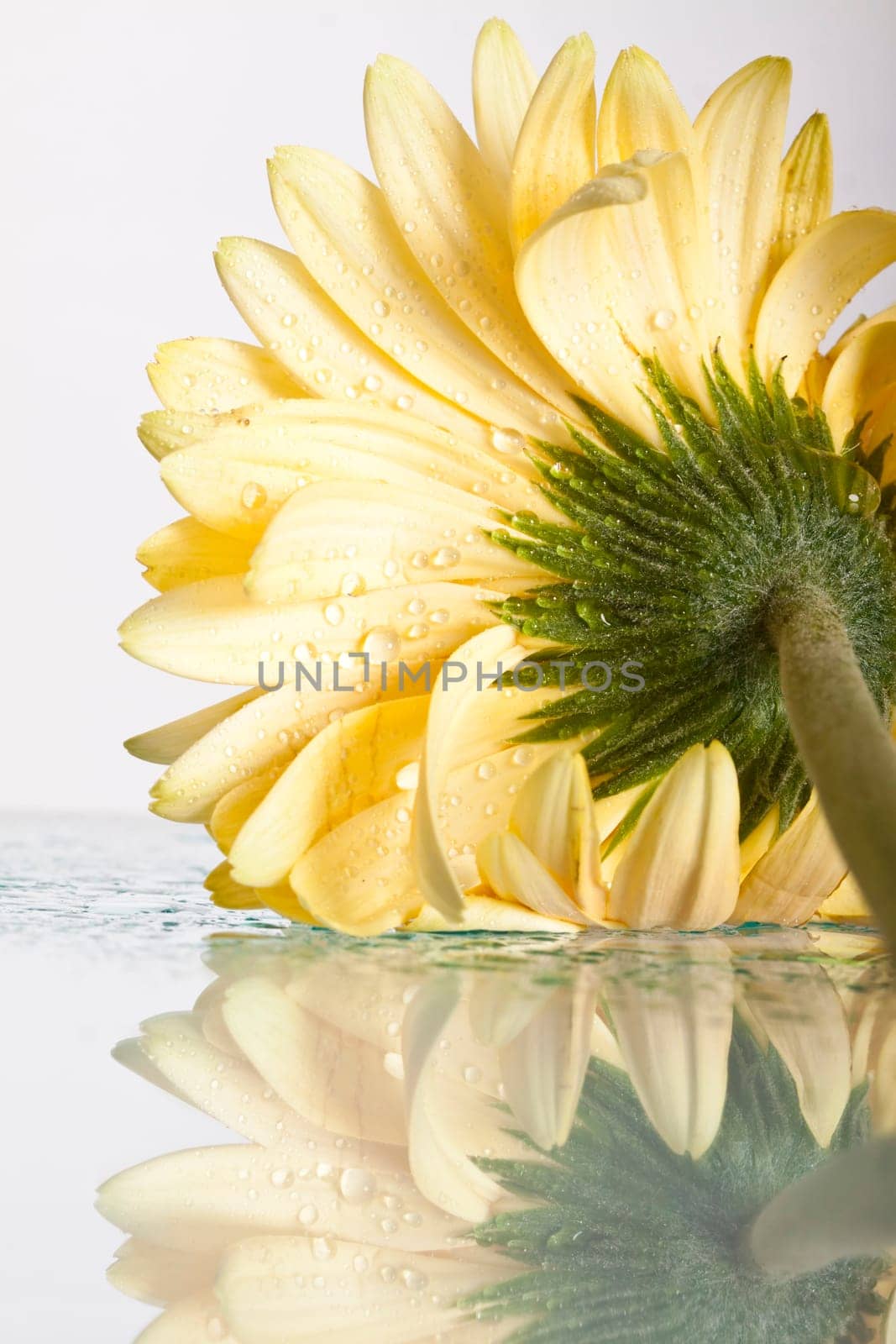 Closeup yellow gerbera daisy flower with water drops