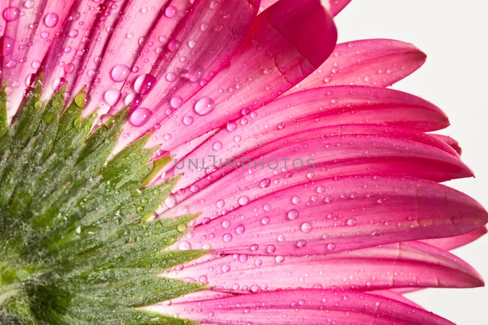 Closeup yellow gerbera daisy flower with water drops
