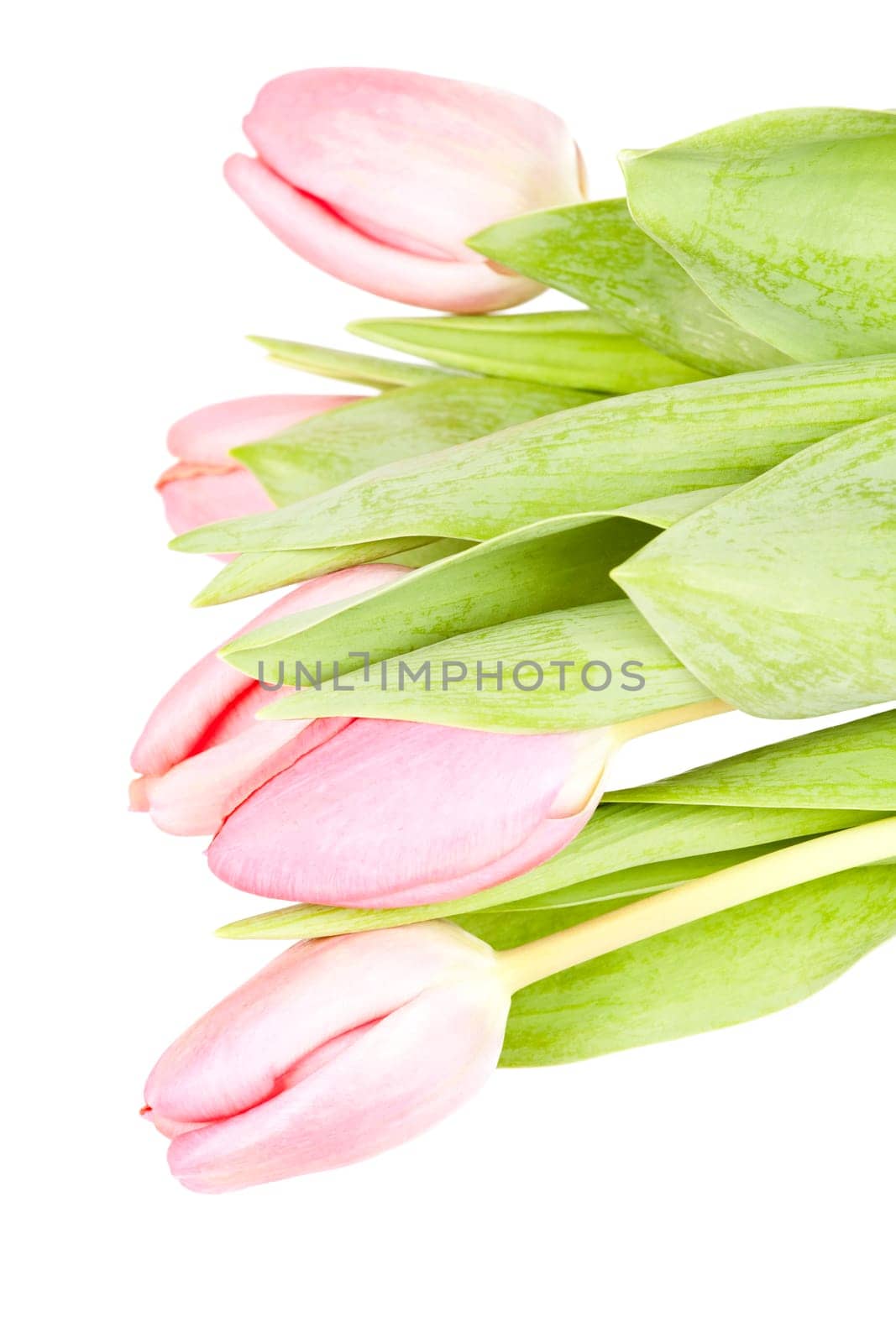Beautiful pink tulips on white background