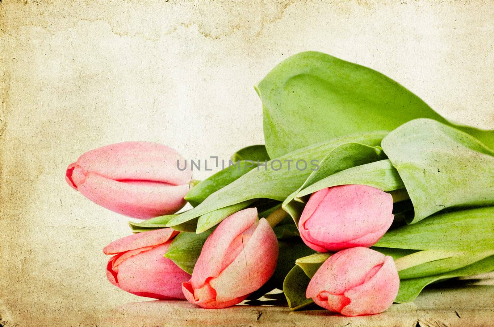 Red tulips over grunge painted background