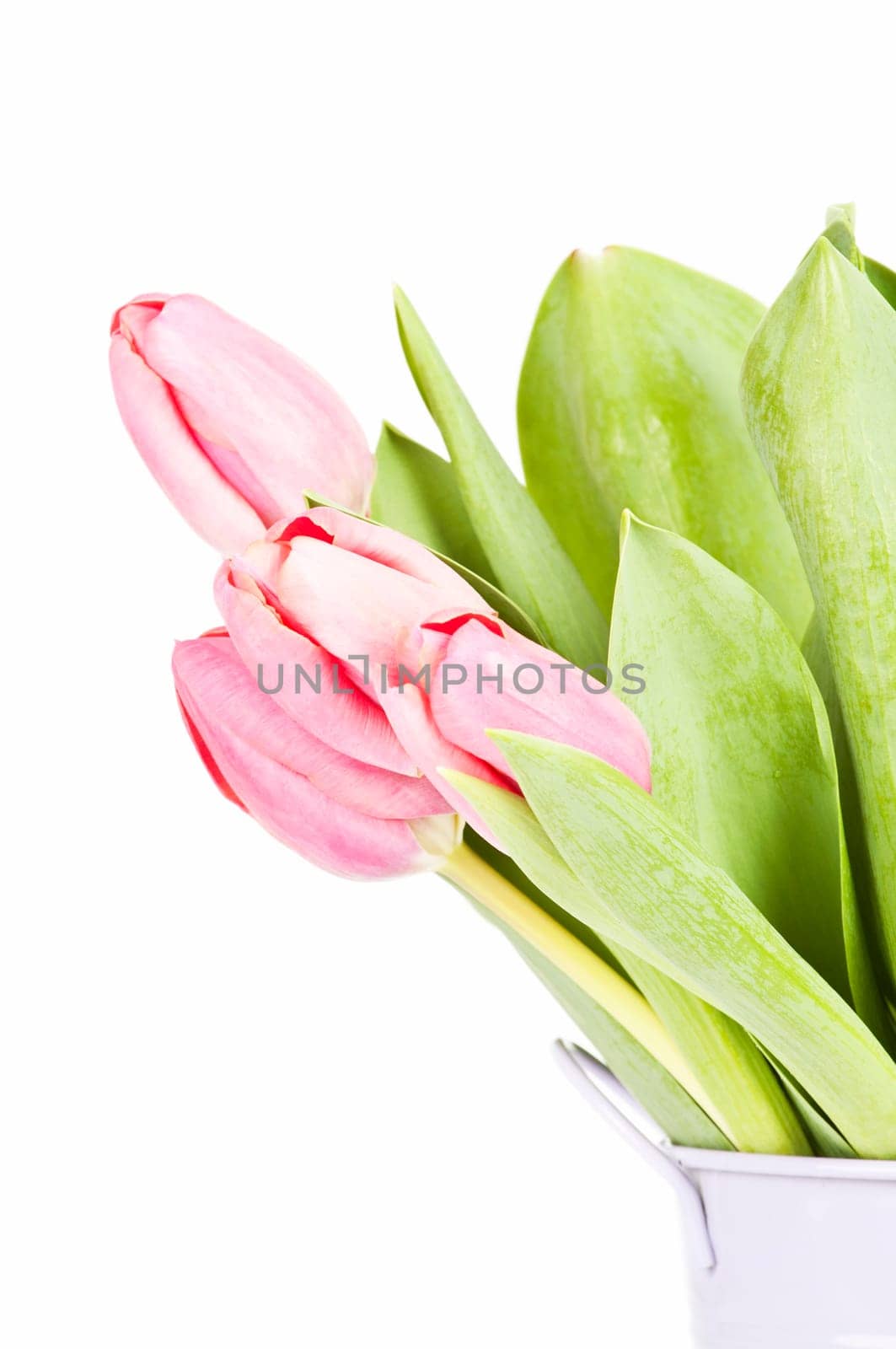 Beautiful pink tulips on white background