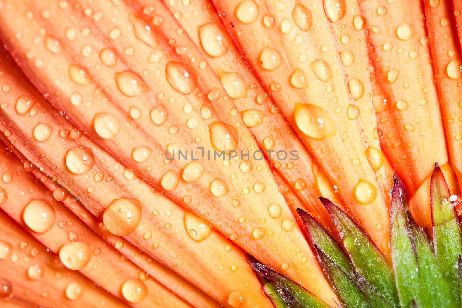Closeup yellow gerbera daisy flower with water drops
